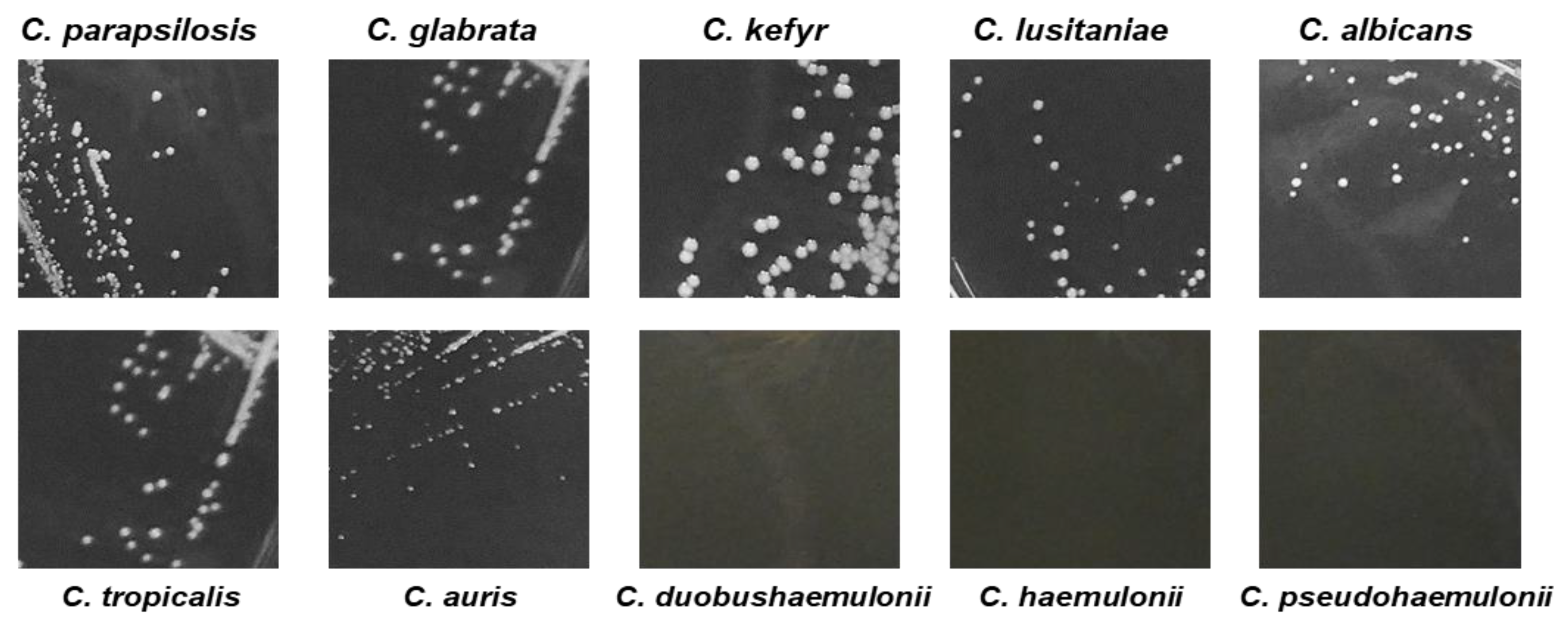 Jof 05 00103 g003 Jof 05 00103 g003