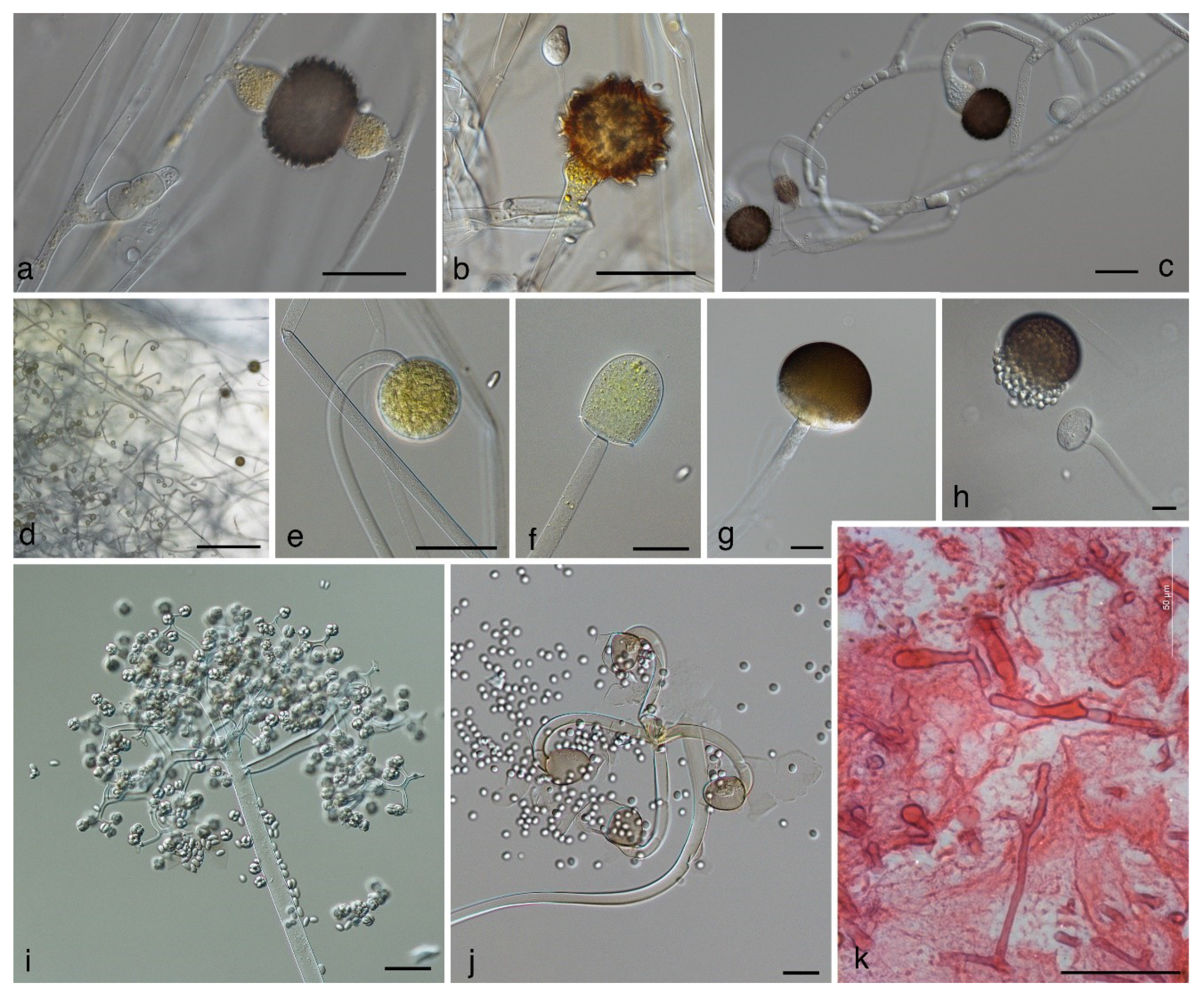 Jof 05 00106 g001 Jof 05 00106 g001