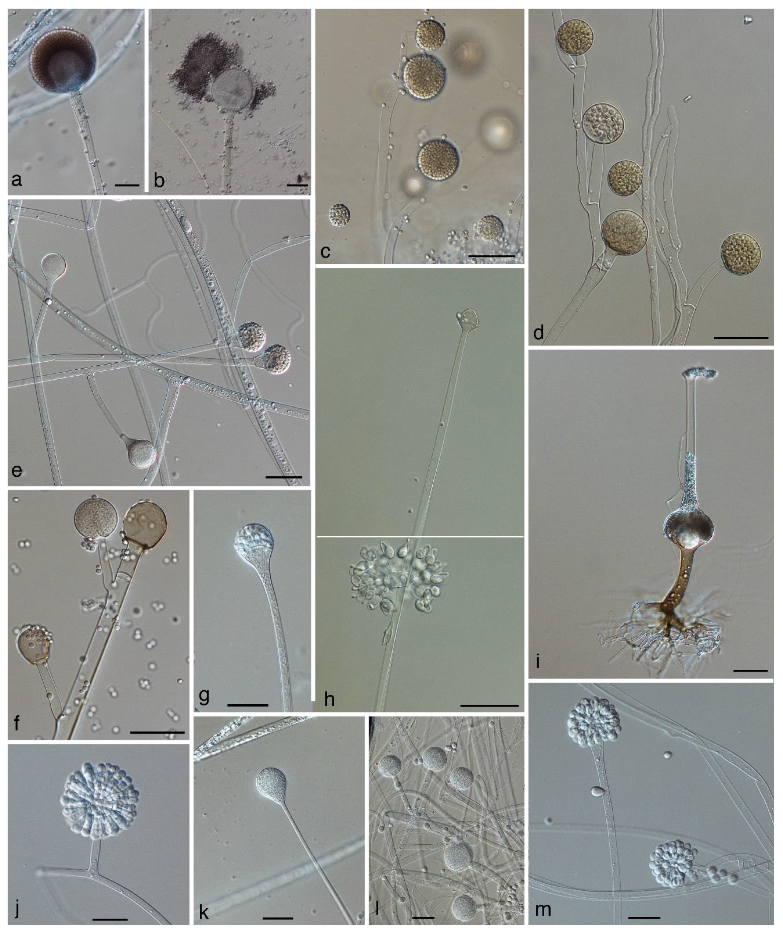 Jof 05 00106 g003 Jof 05 00106 g003