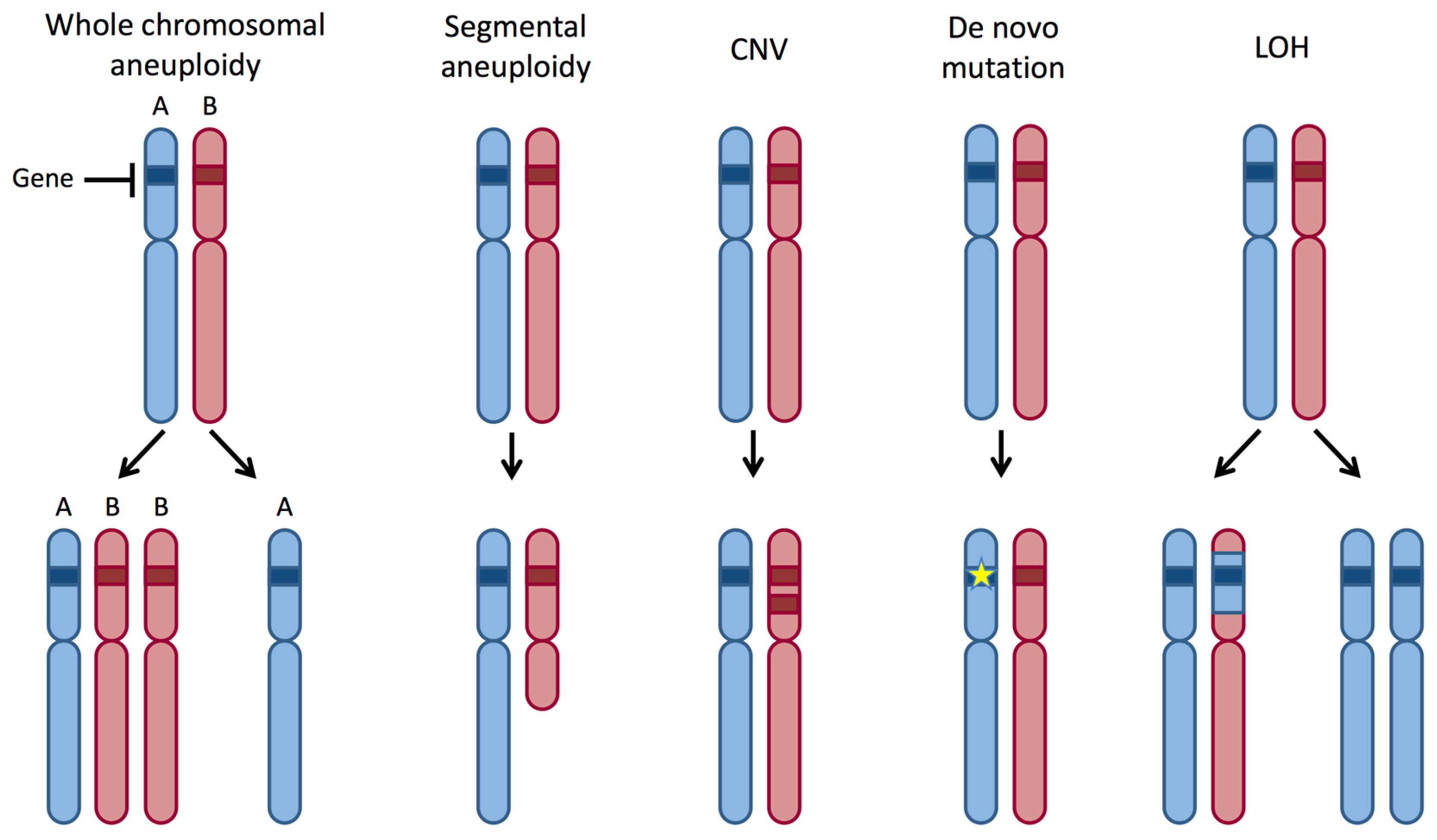 picture of diploid