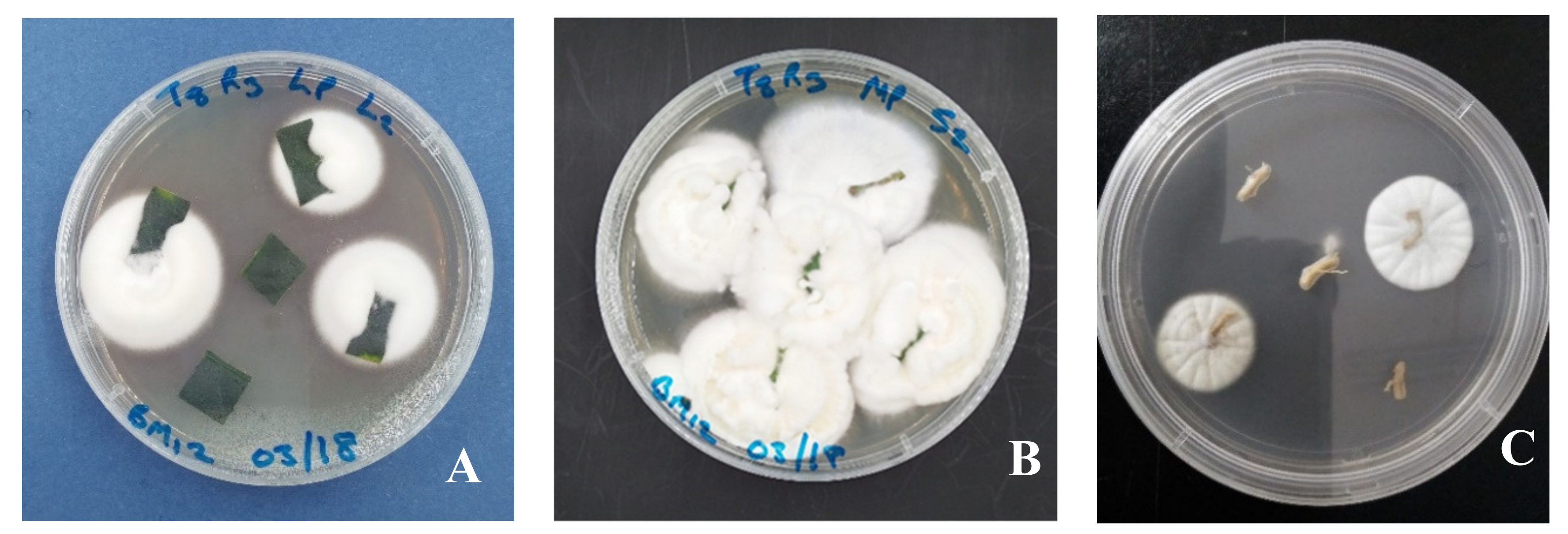 Jof 06 00029 g001 Jof 06 00029 g001