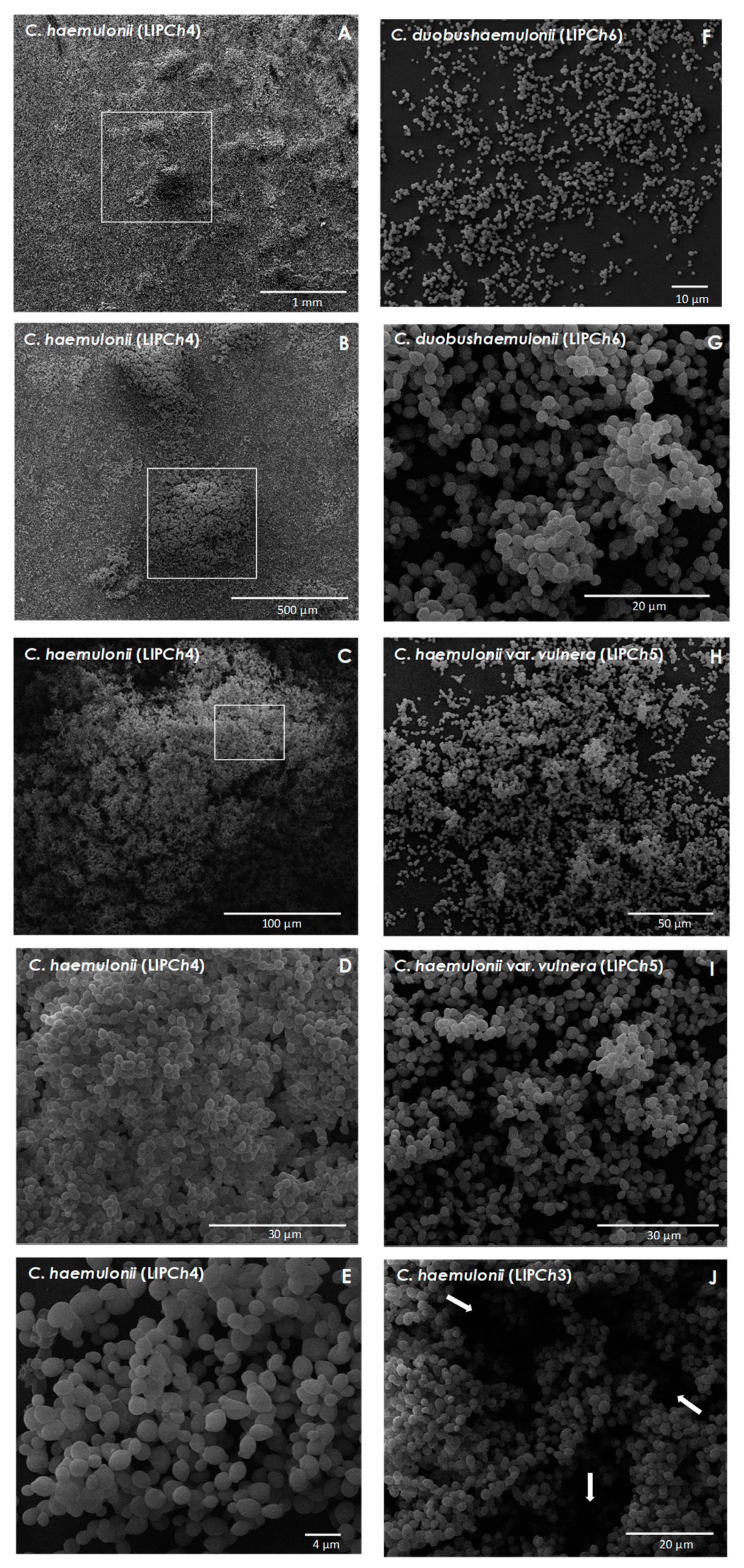 Jof 06 00046 g003 Jof 06 00046 g003
