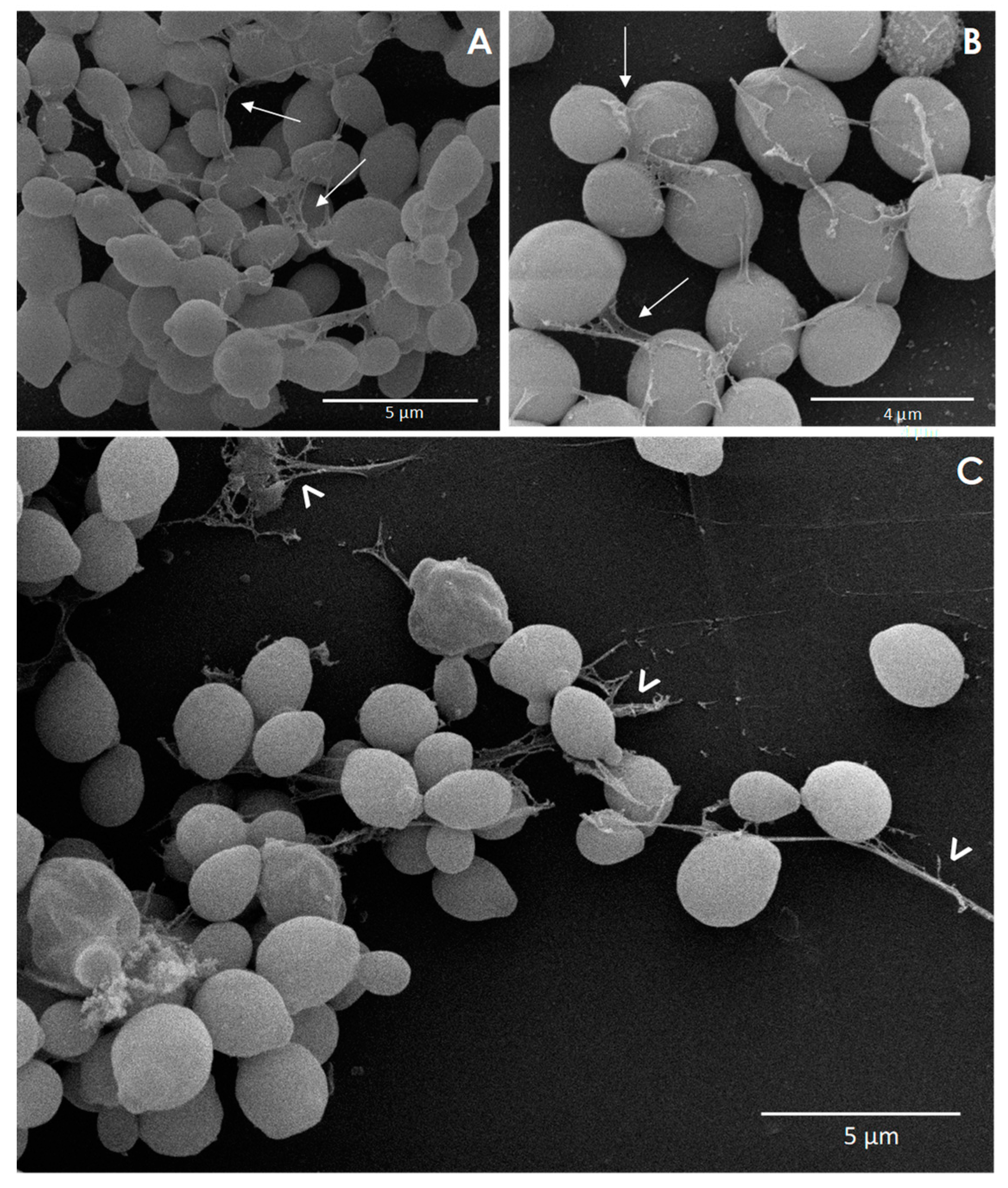 Jof 06 00046 g004 Jof 06 00046 g004