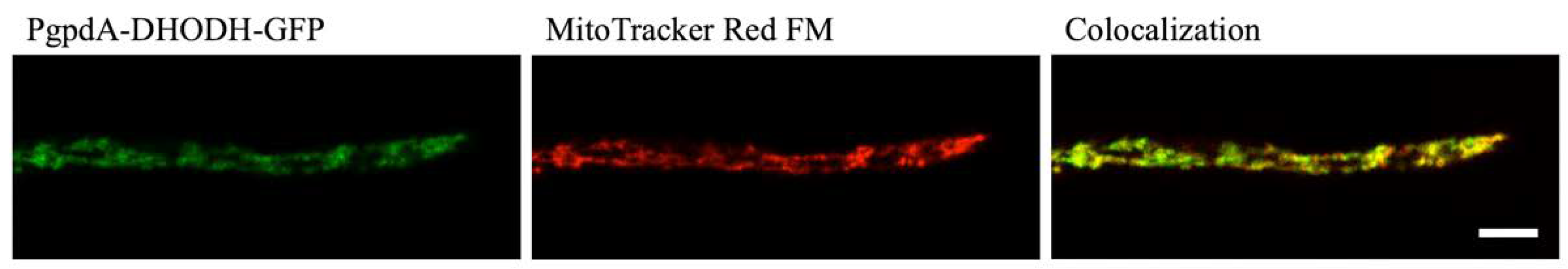 Jof 06 00047 g002 Jof 06 00047 g002