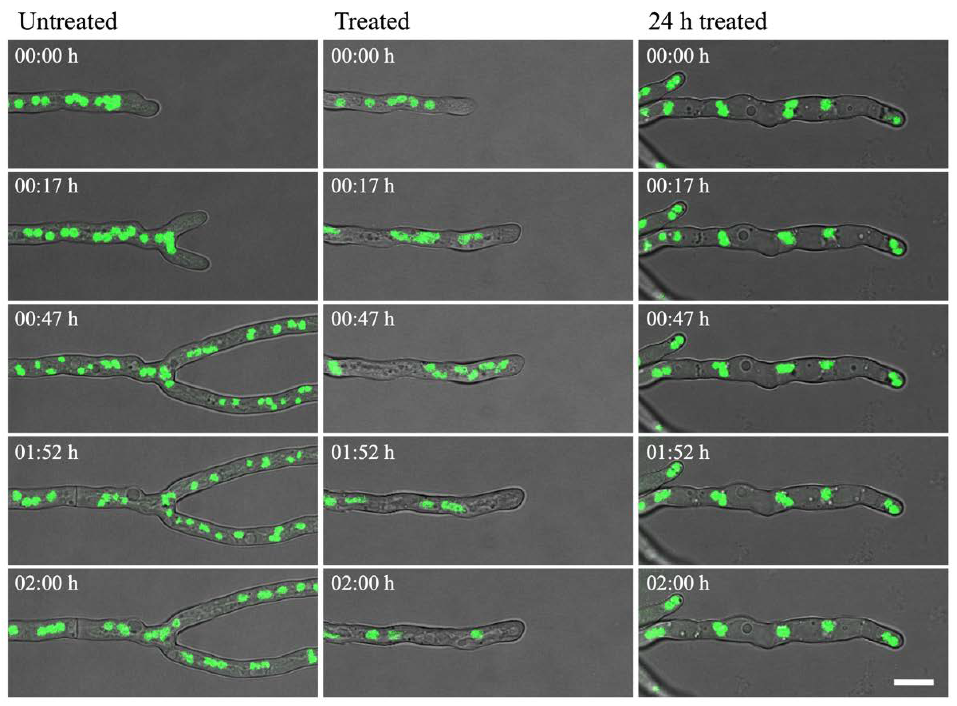 Jof 06 00047 g006 Jof 06 00047 g006