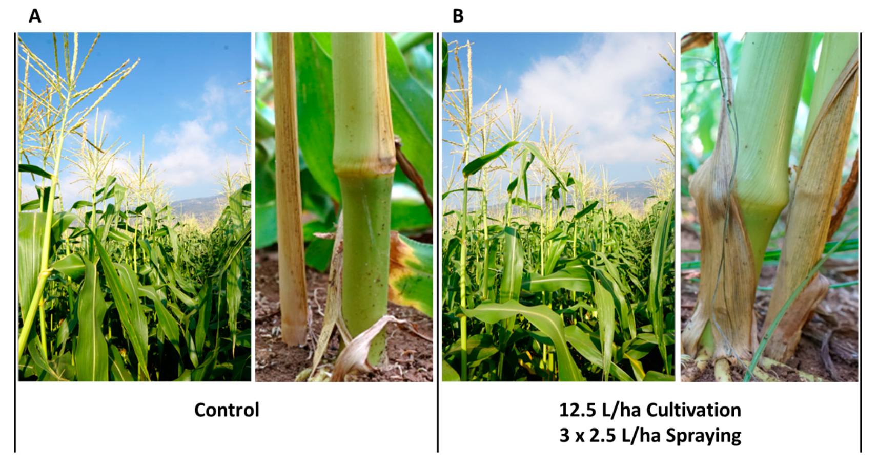 Jof 06 00054 g001 Jof 06 00054 g001