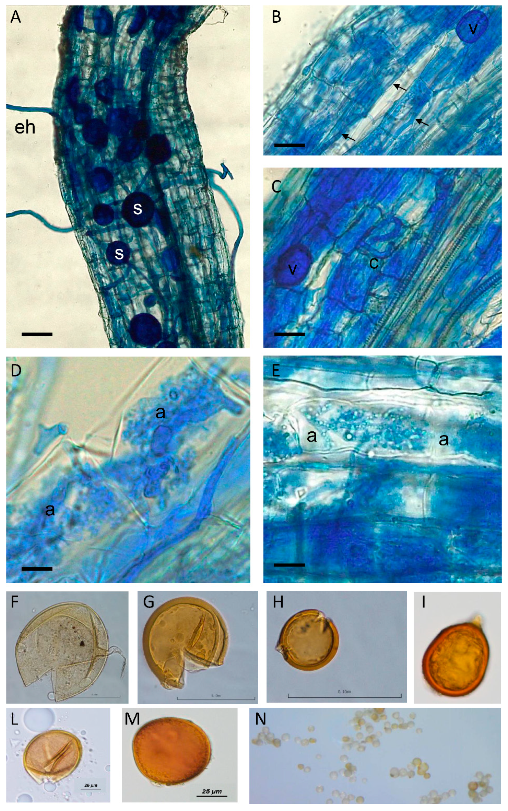 Jof 06 00080 g002 Jof 06 00080 g002