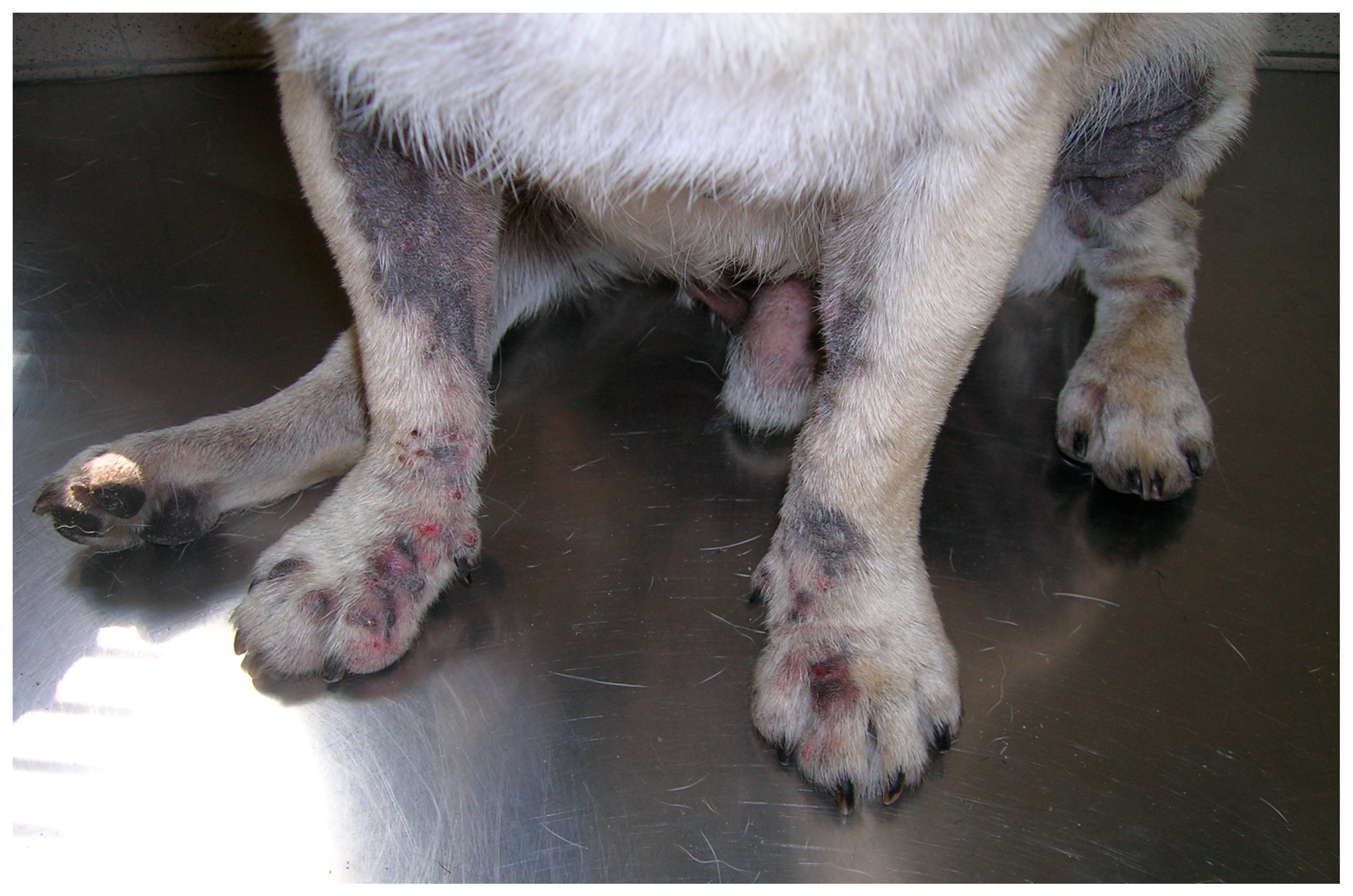 Nystatin powder discount for dogs