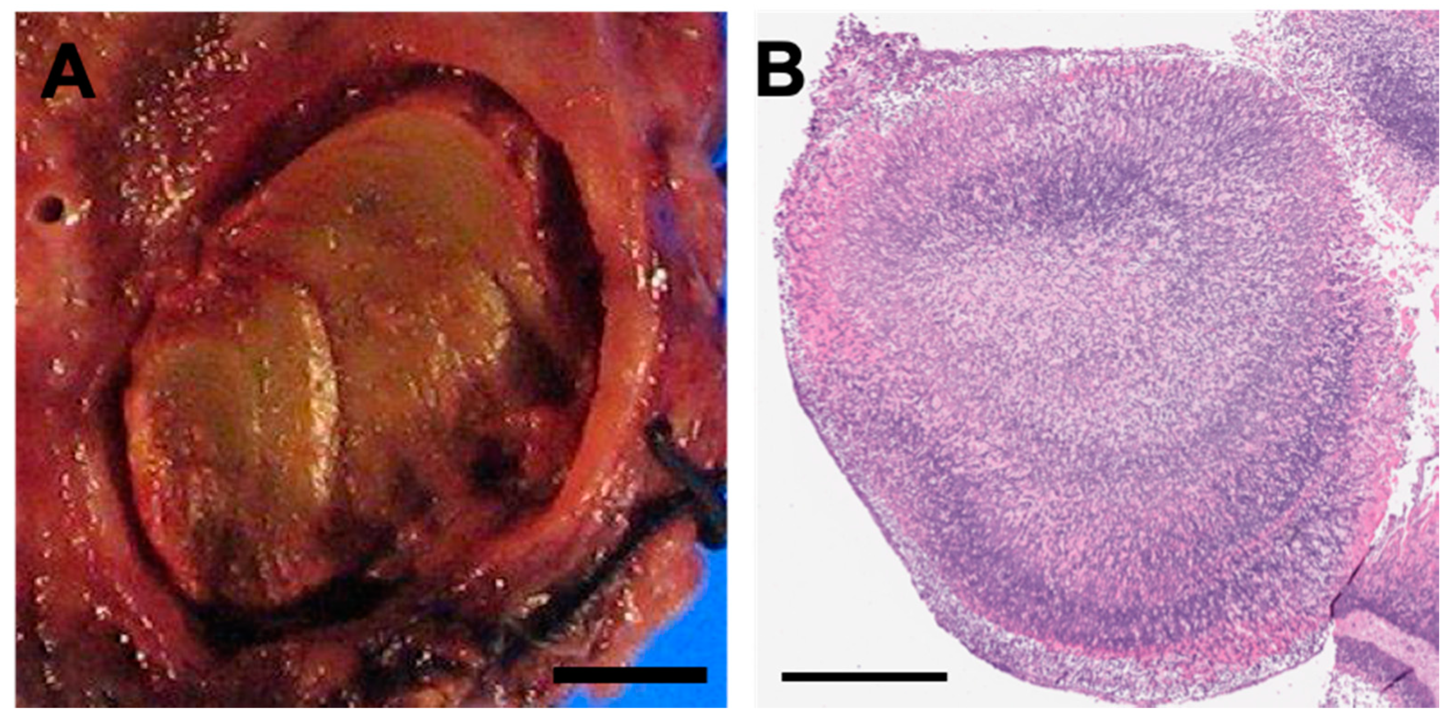 Jof 06 00106 g001 Jof 06 00106 g001