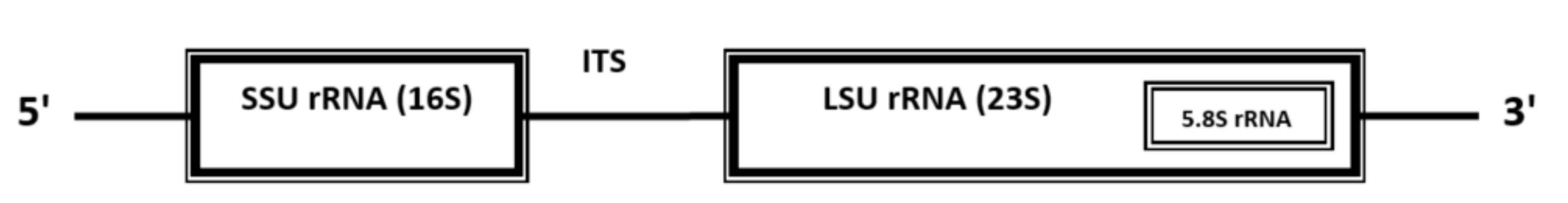 Jof 06 00114 g002 Jof 06 00114 g002