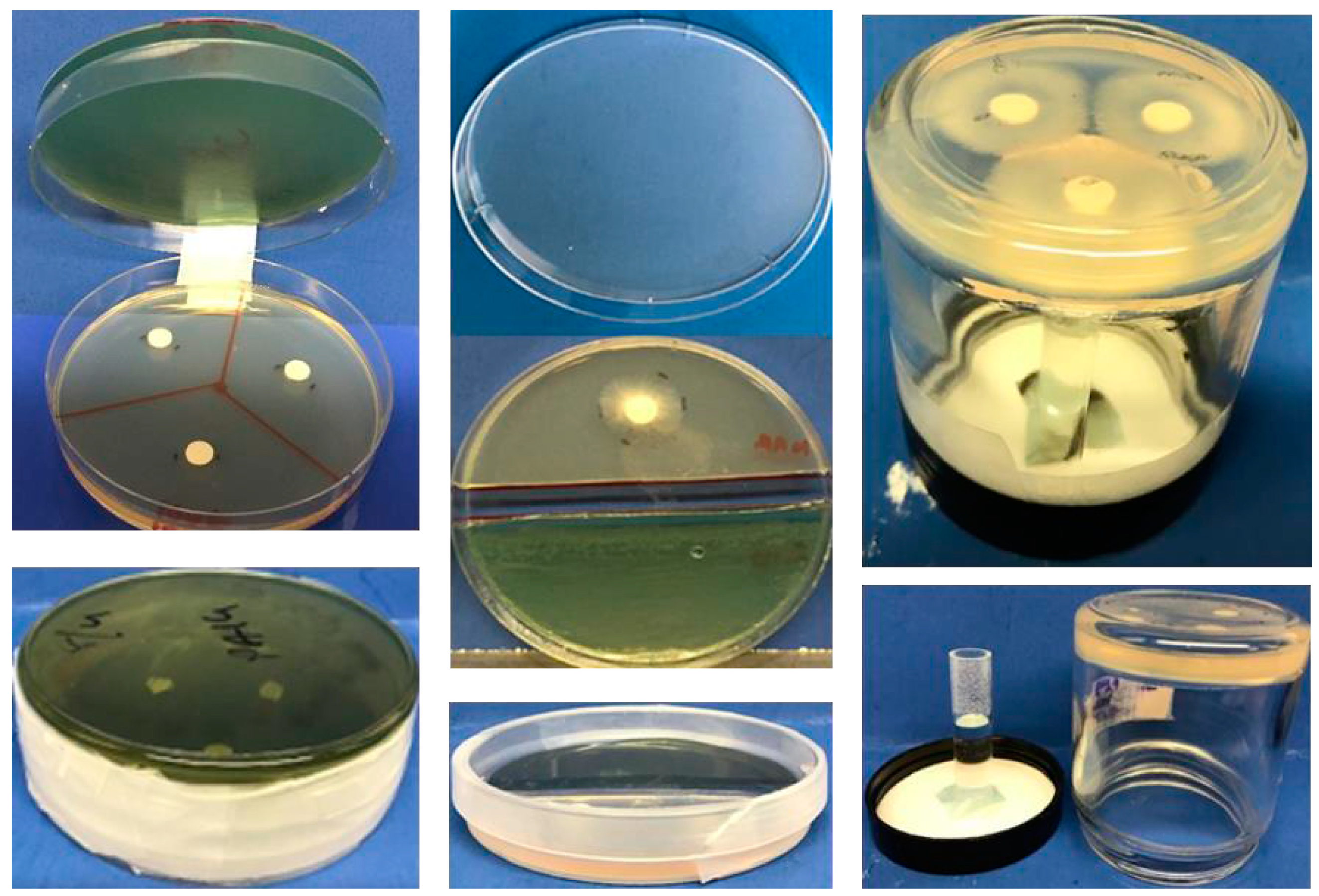 Jof 06 00118 g001 Jof 06 00118 g001