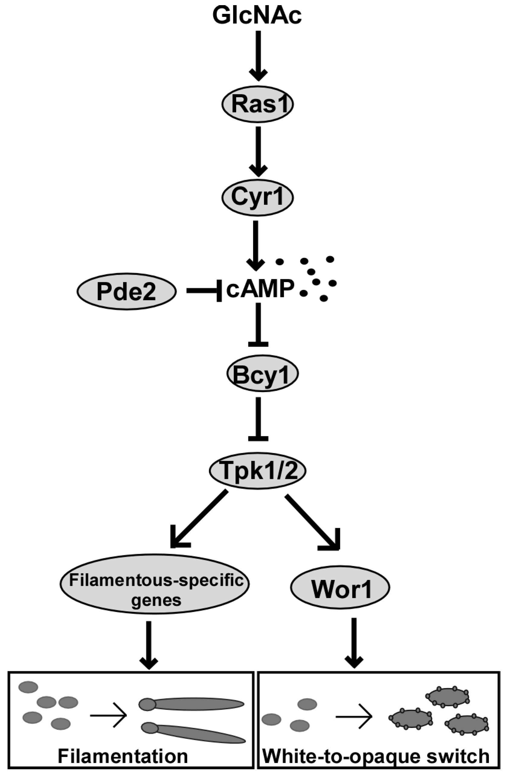 Jof 06 00129 g002 Jof 06 00129 g002