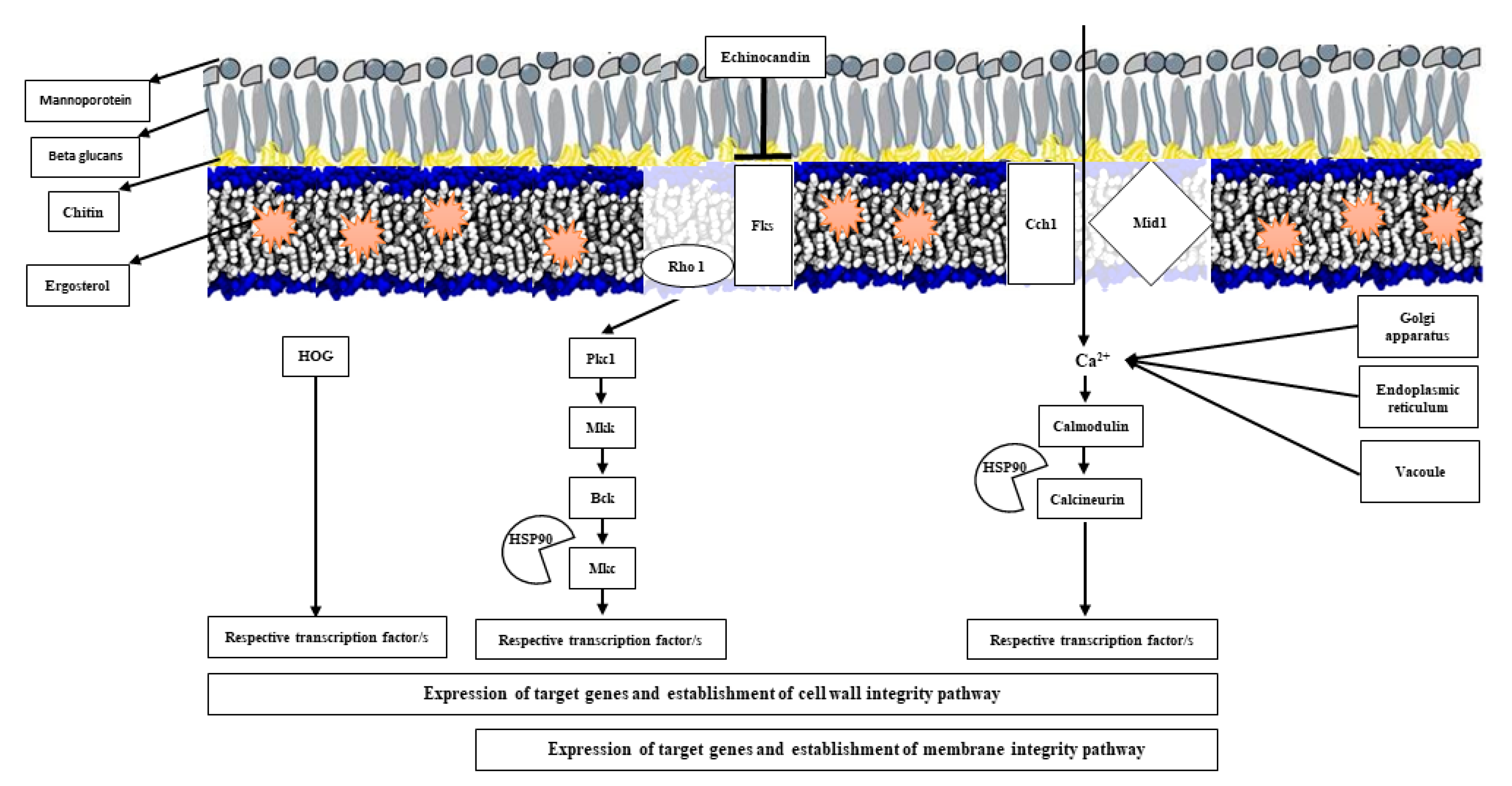 Jof 06 00138 g002 Jof 06 00138 g002