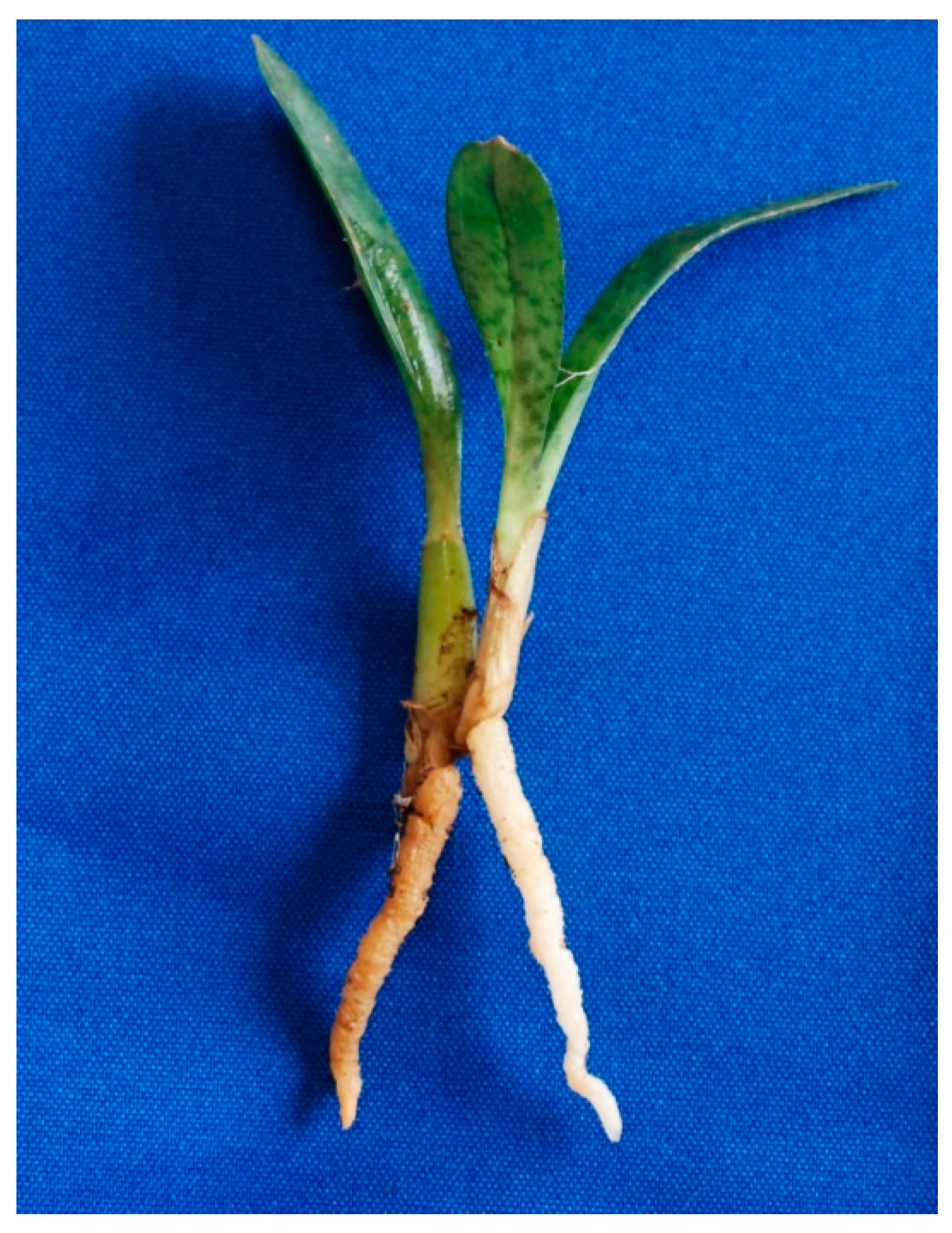 Jof 06 00148 g001 Jof 06 00148 g001