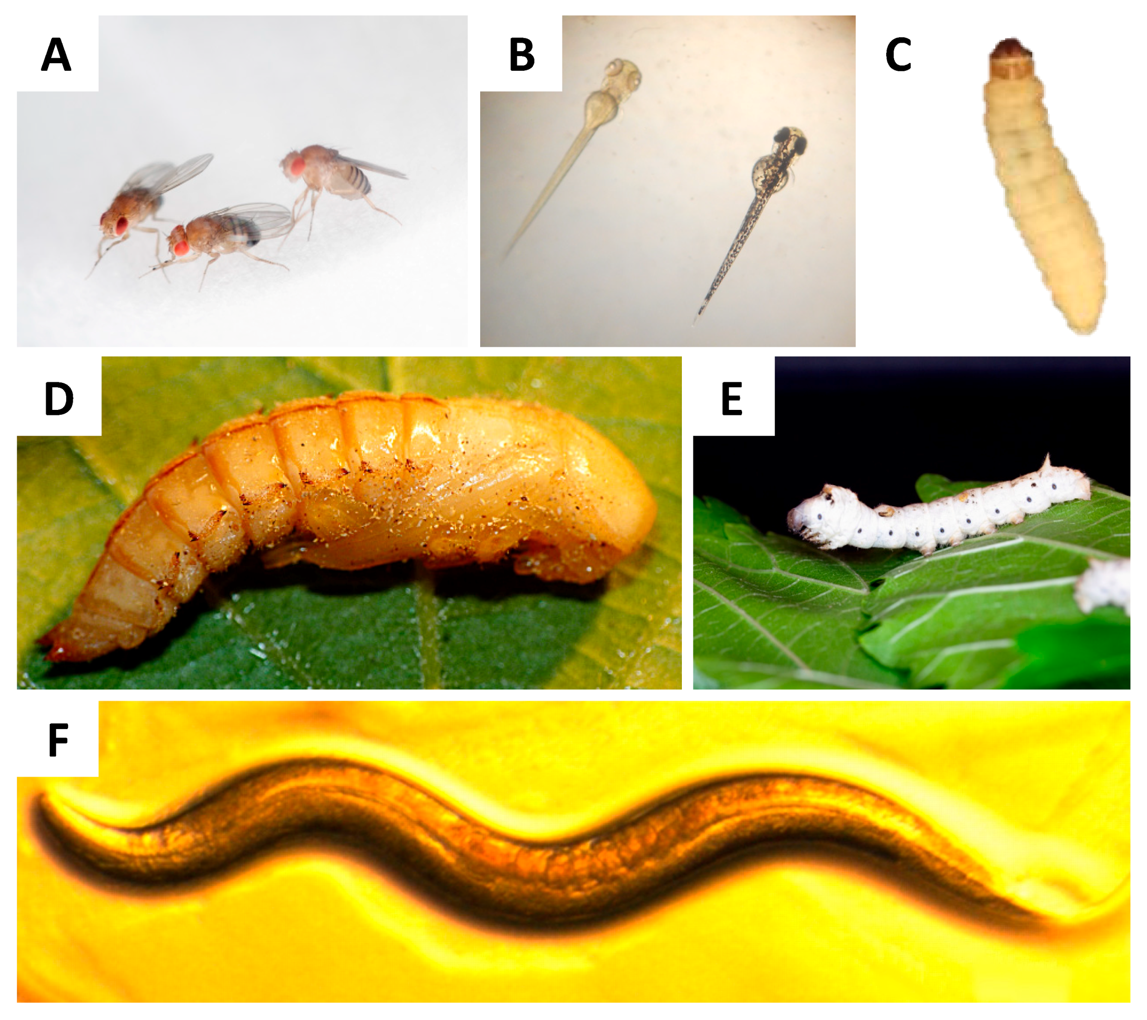 Jof 06 00155 g001 Jof 06 00155 g001