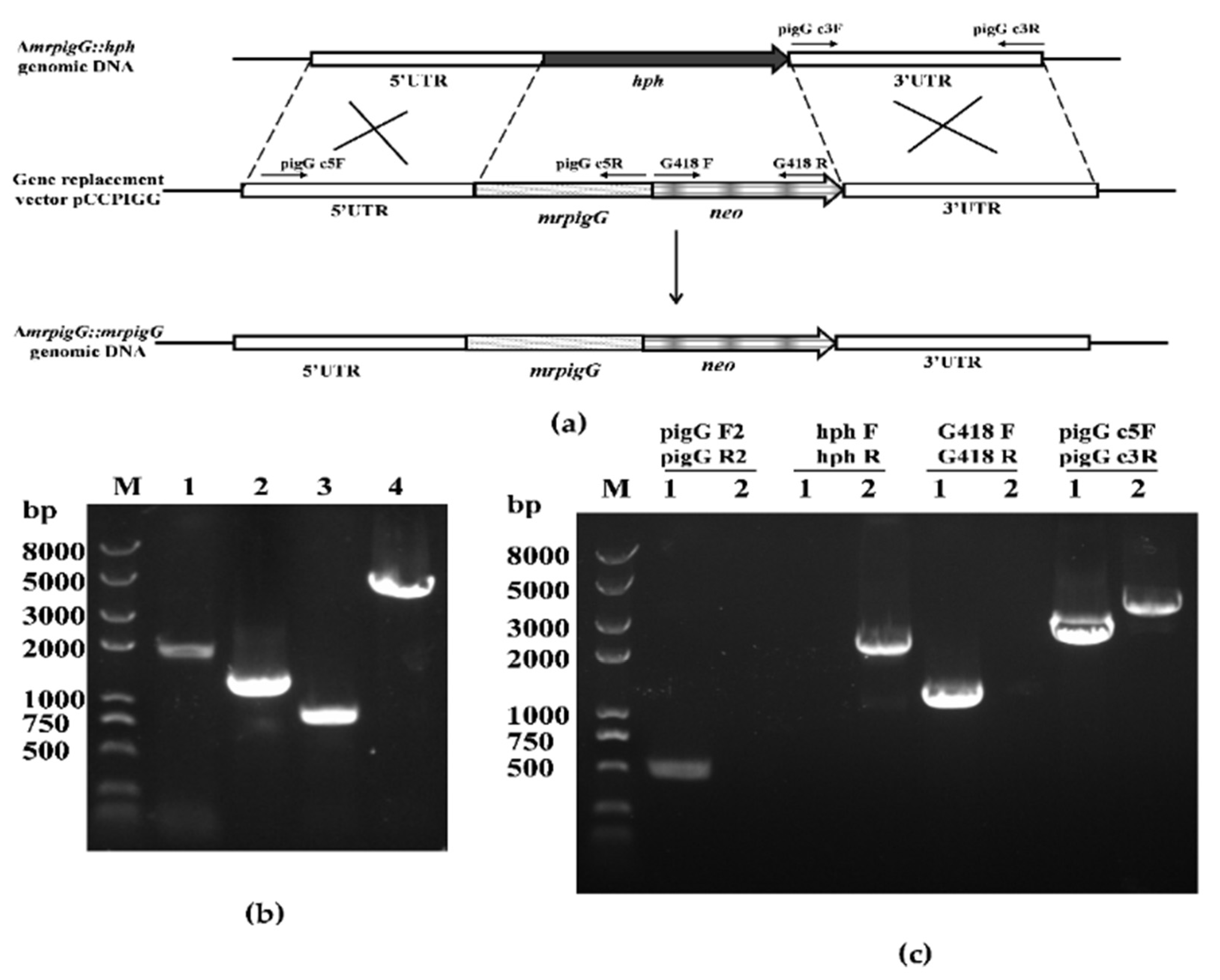 Jof 06 00156 g002 Jof 06 00156 g002