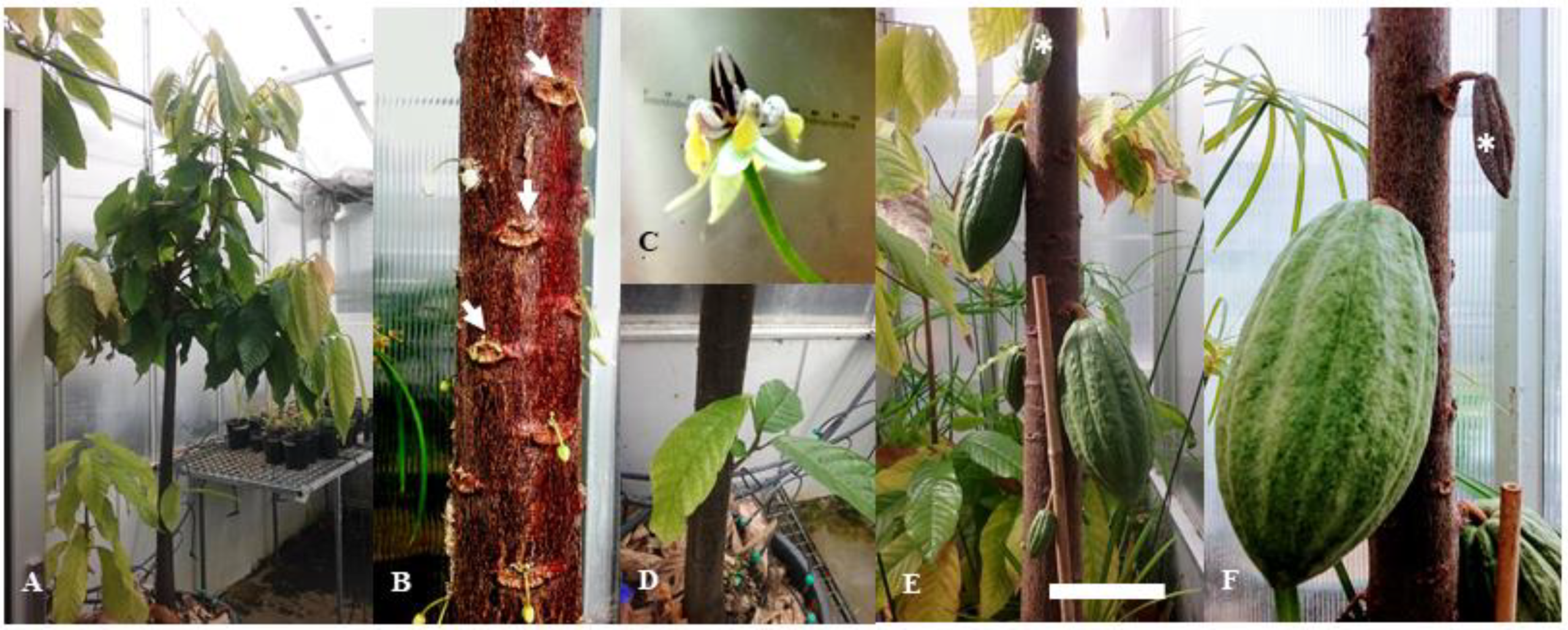 Jof 06 00167 g003 Jof 06 00167 g003