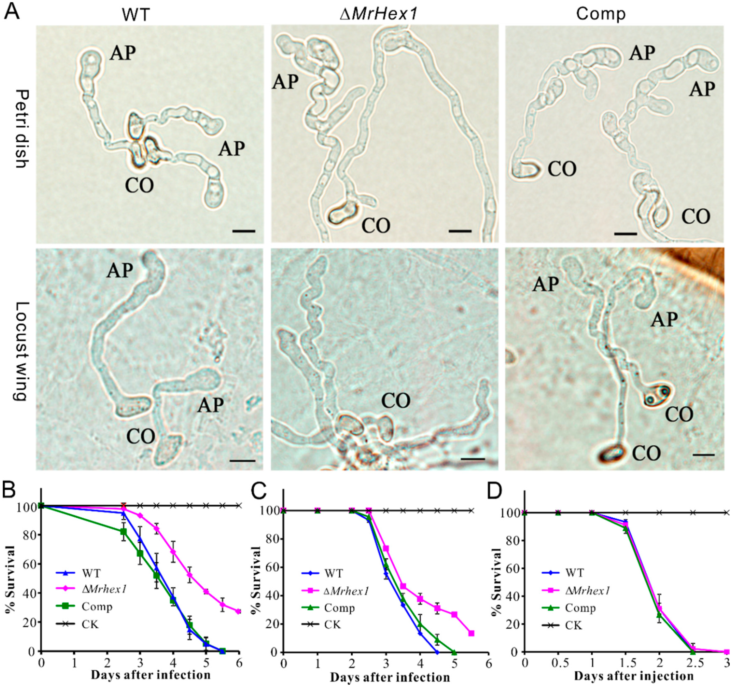 Jof 06 00172 g005 Jof 06 00172 g005