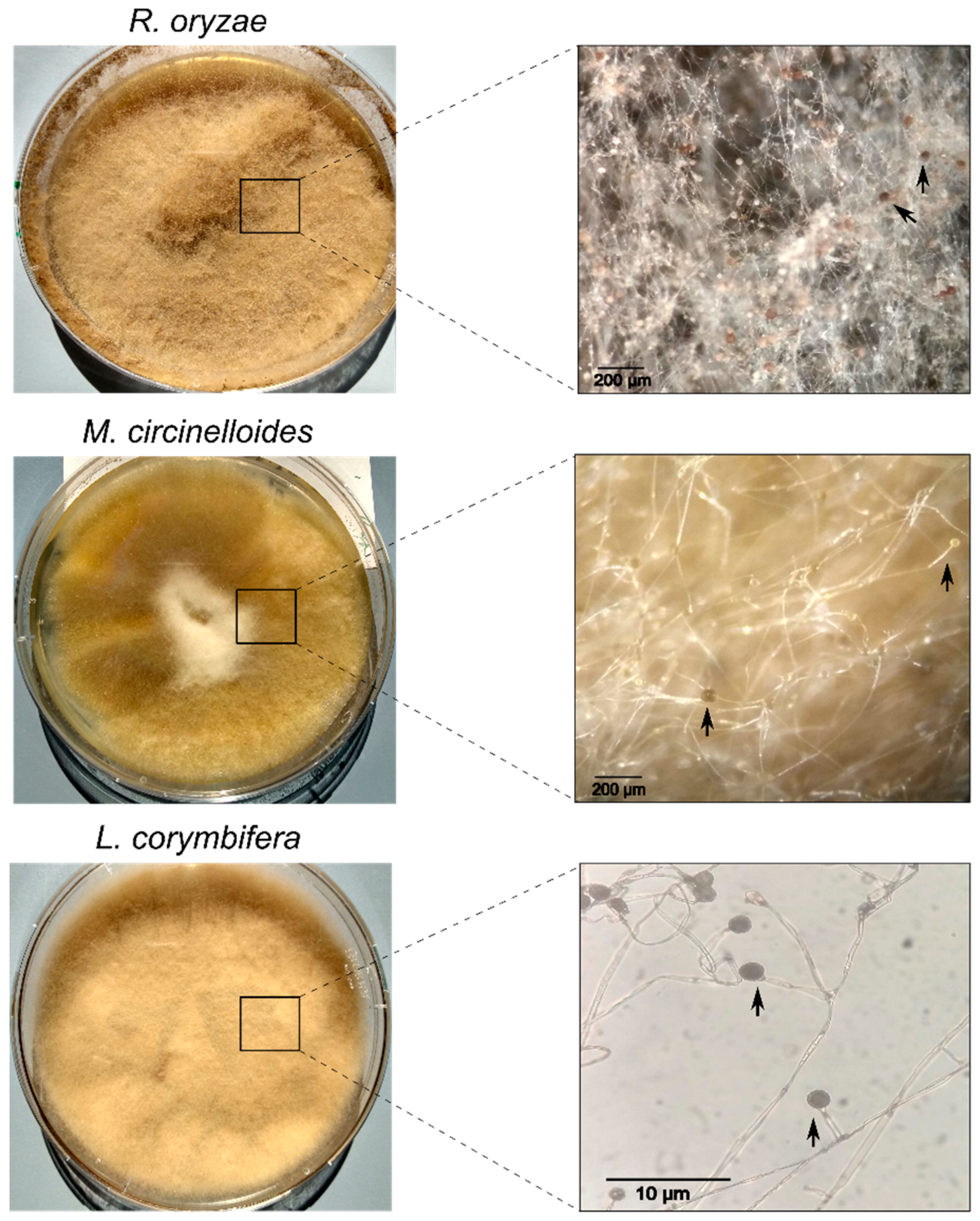 Jof 06 00173 g001 Jof 06 00173 g001