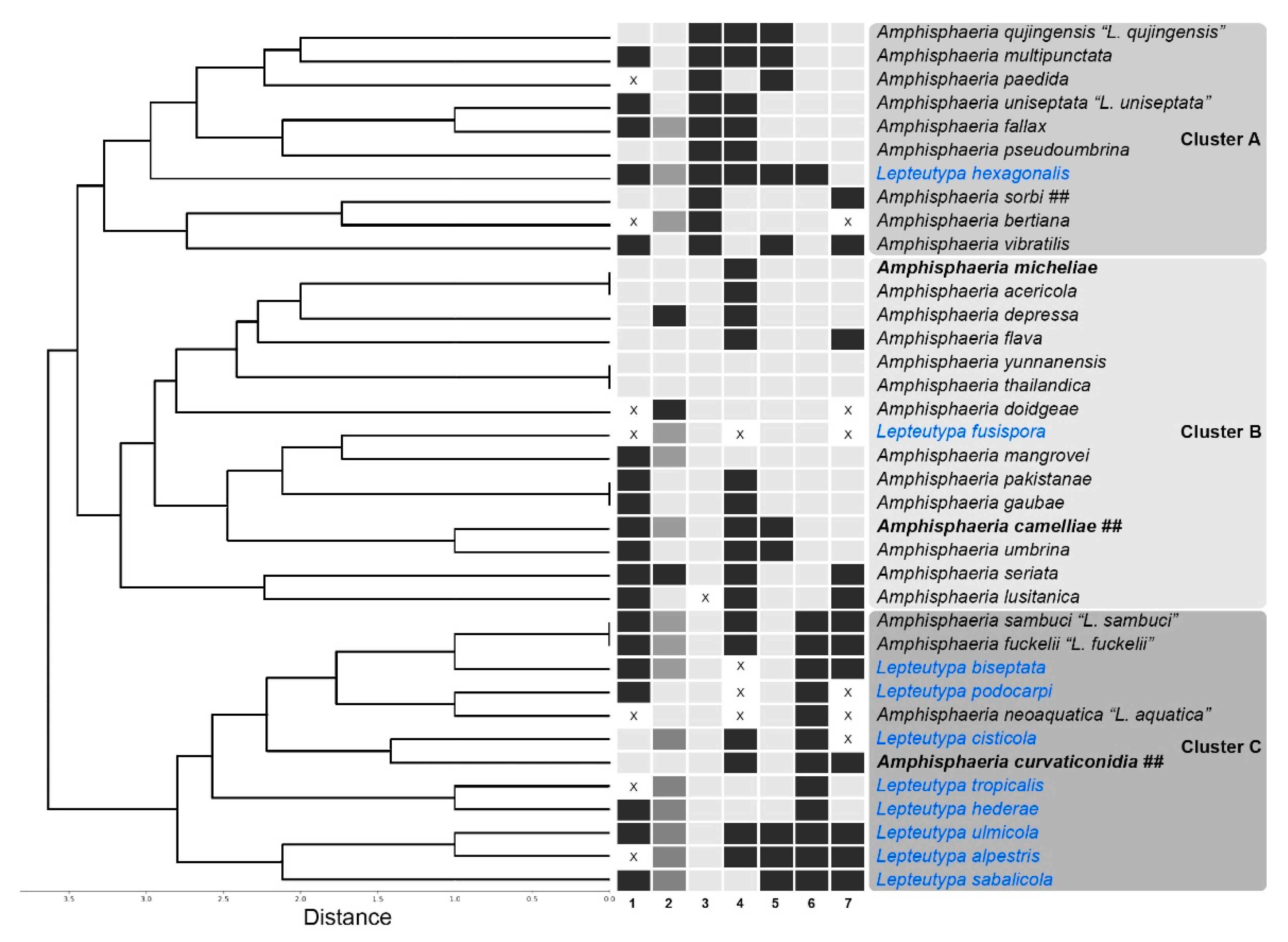 Jof Free Full Text Molecular Phylogeny And Morphology Of Amphisphaeria Lepteutypa Amphisphaeriaceae Html Jof Free Full Text Molecular Phylogeny And Morphology Of Amphisphaeria Lepteutypa Amphisphaeriaceae Html