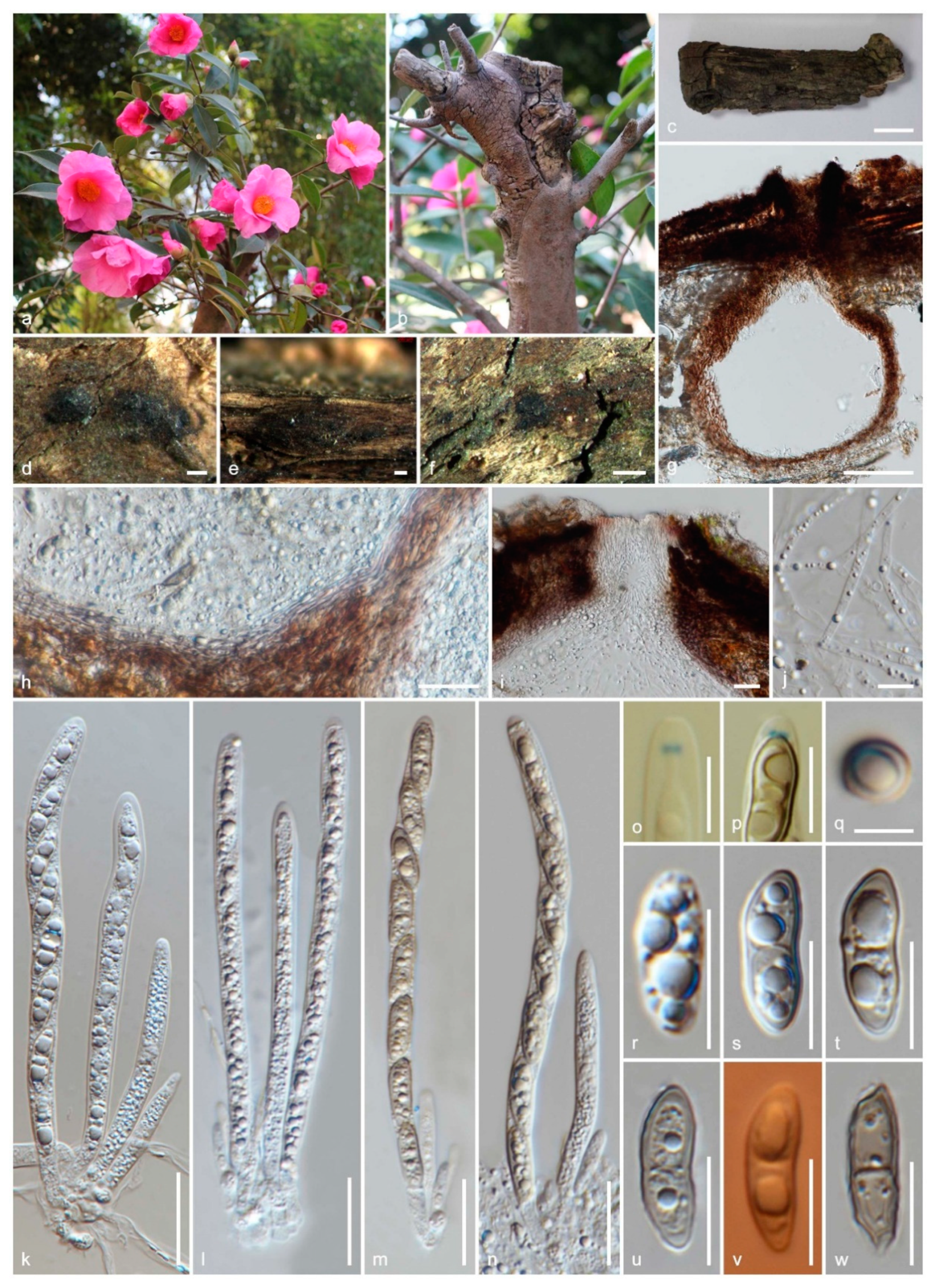 Jof 06 00174 g003 Jof 06 00174 g003