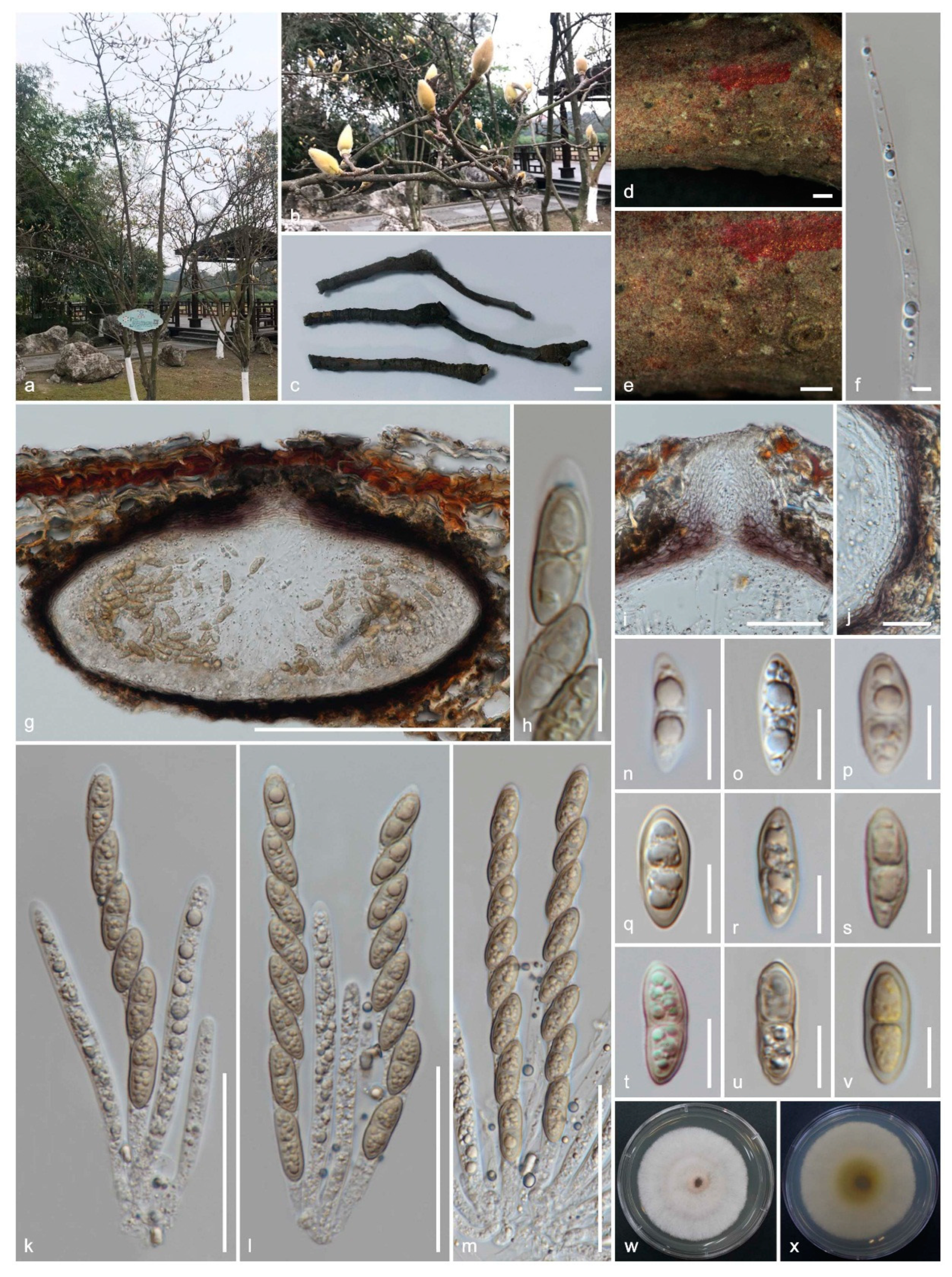 Jof 06 00174 g007 Jof 06 00174 g007