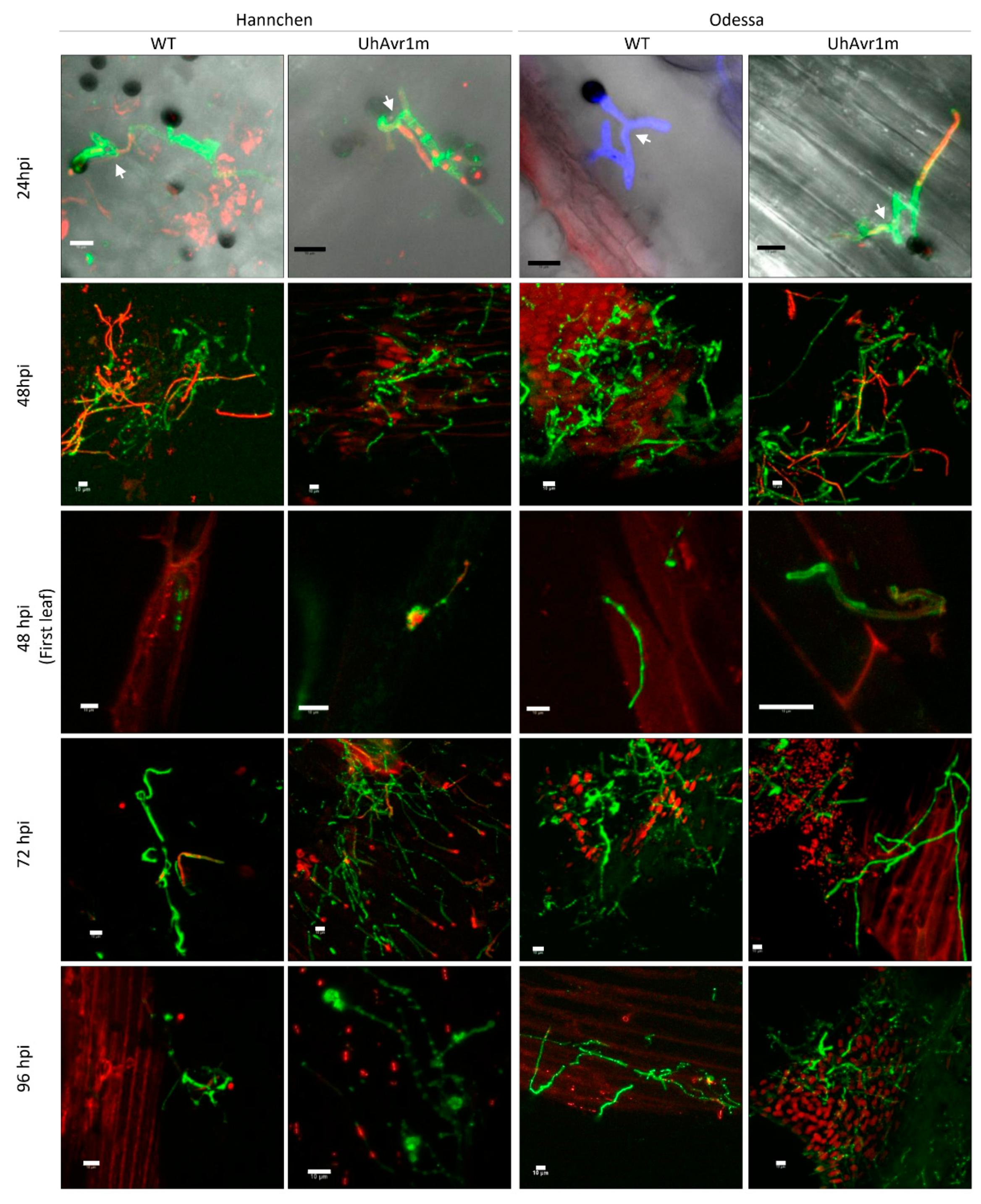 Jof 06 00178 g001 Jof 06 00178 g001