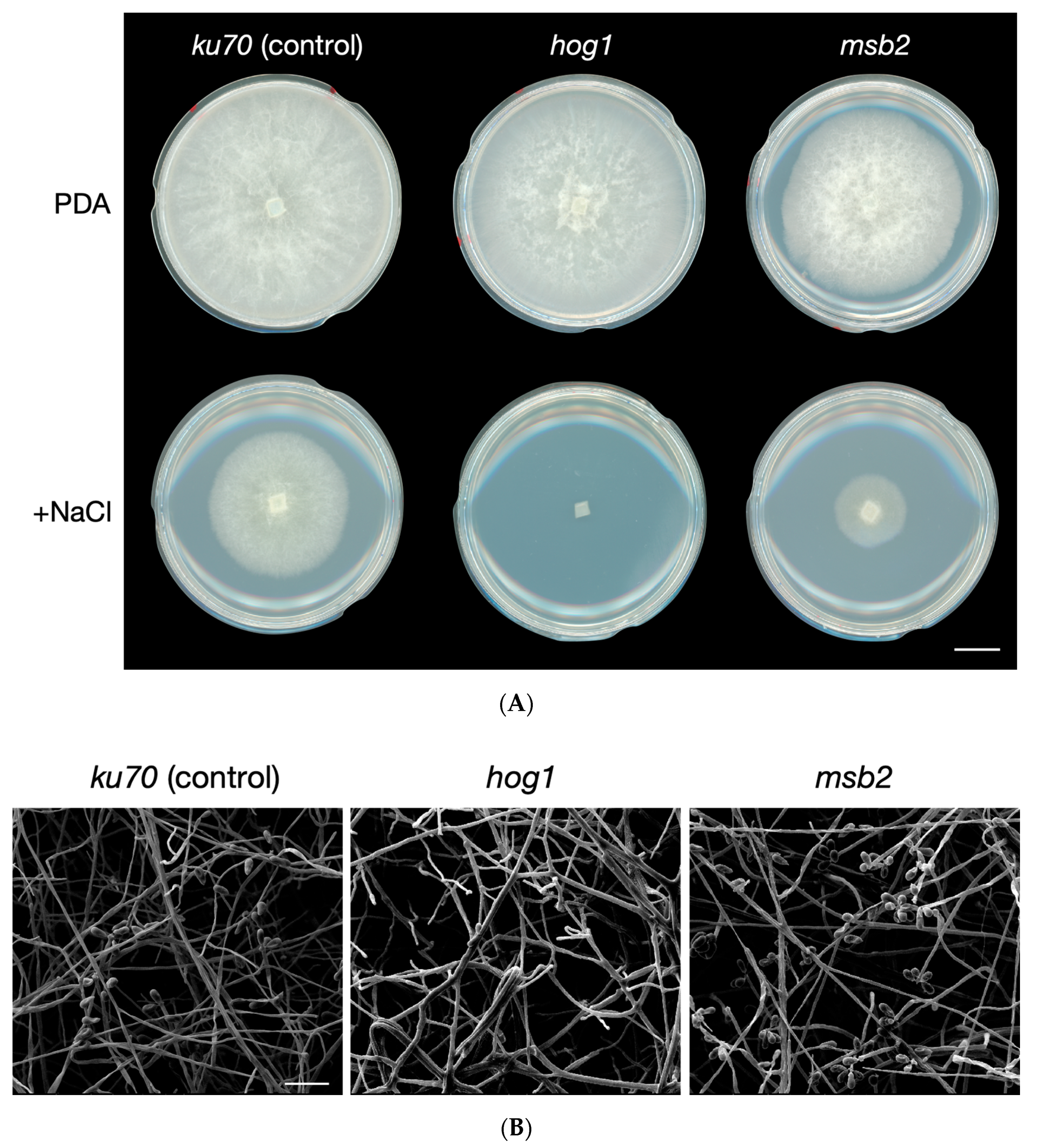 Jof 06 00191 g003 Jof 06 00191 g003