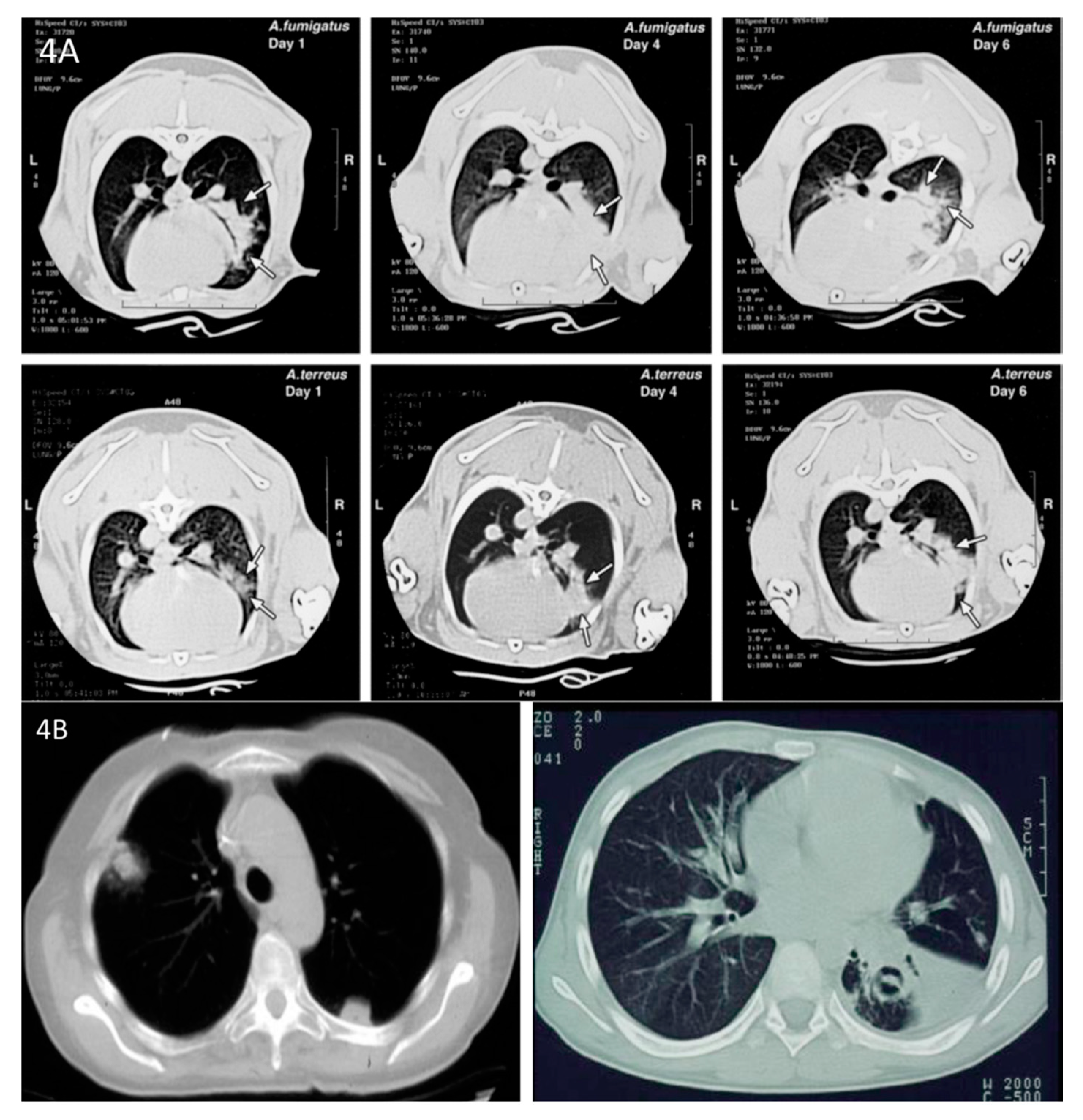 Jof 06 00198 g004 Jof 06 00198 g004
