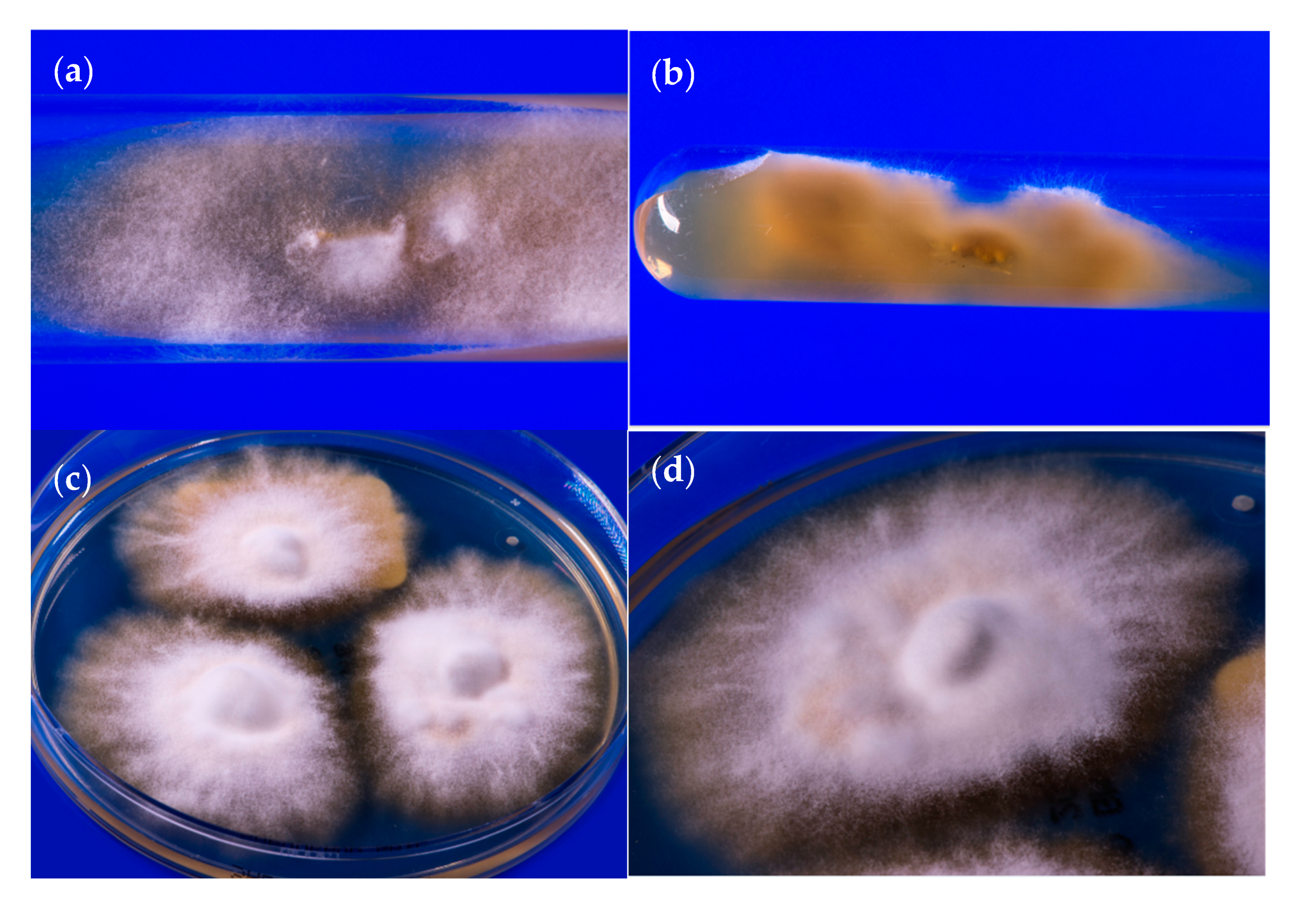 Jof 06 00207 g005 Jof 06 00207 g005