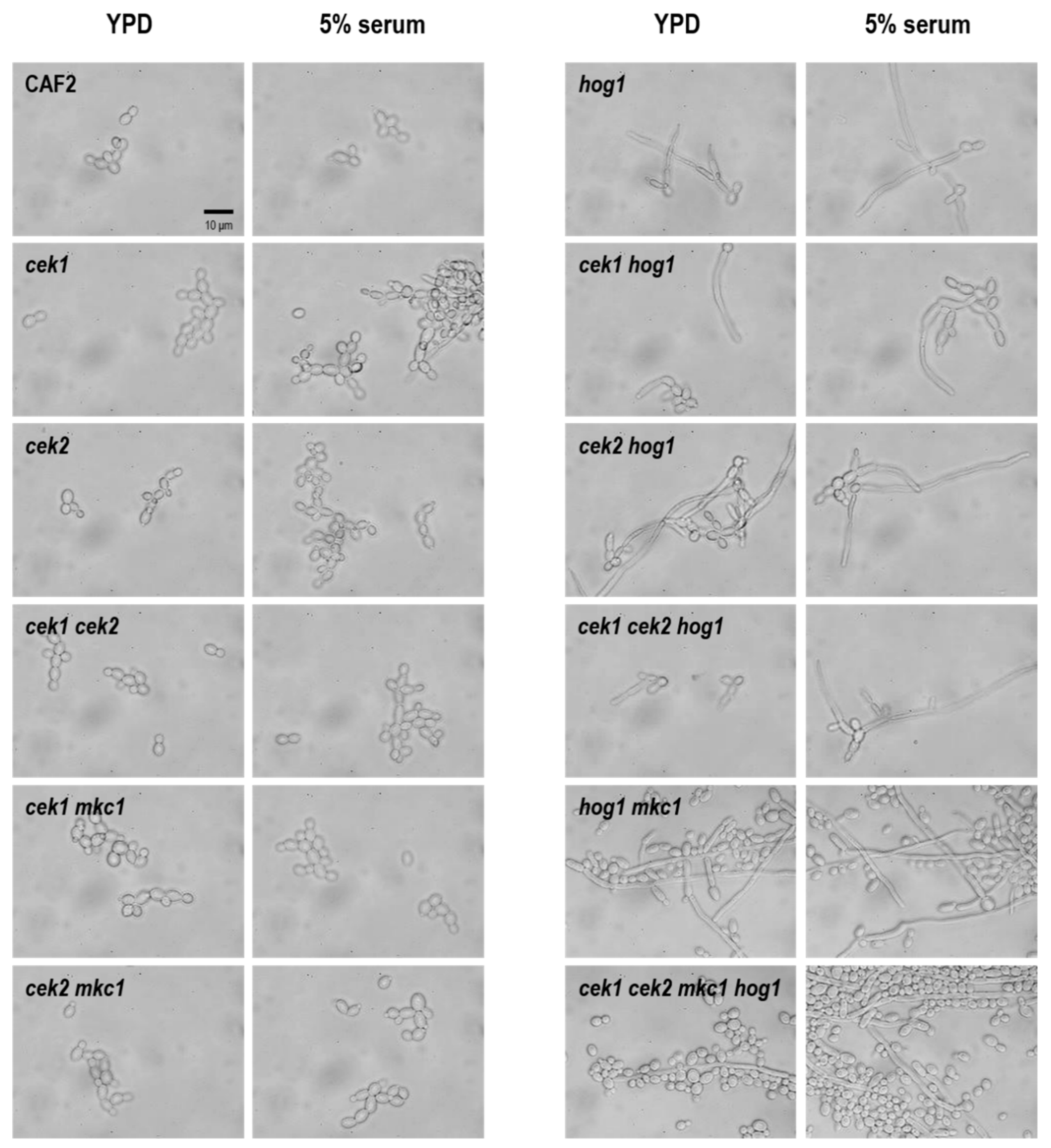 Jof 06 00230 g005 Jof 06 00230 g005