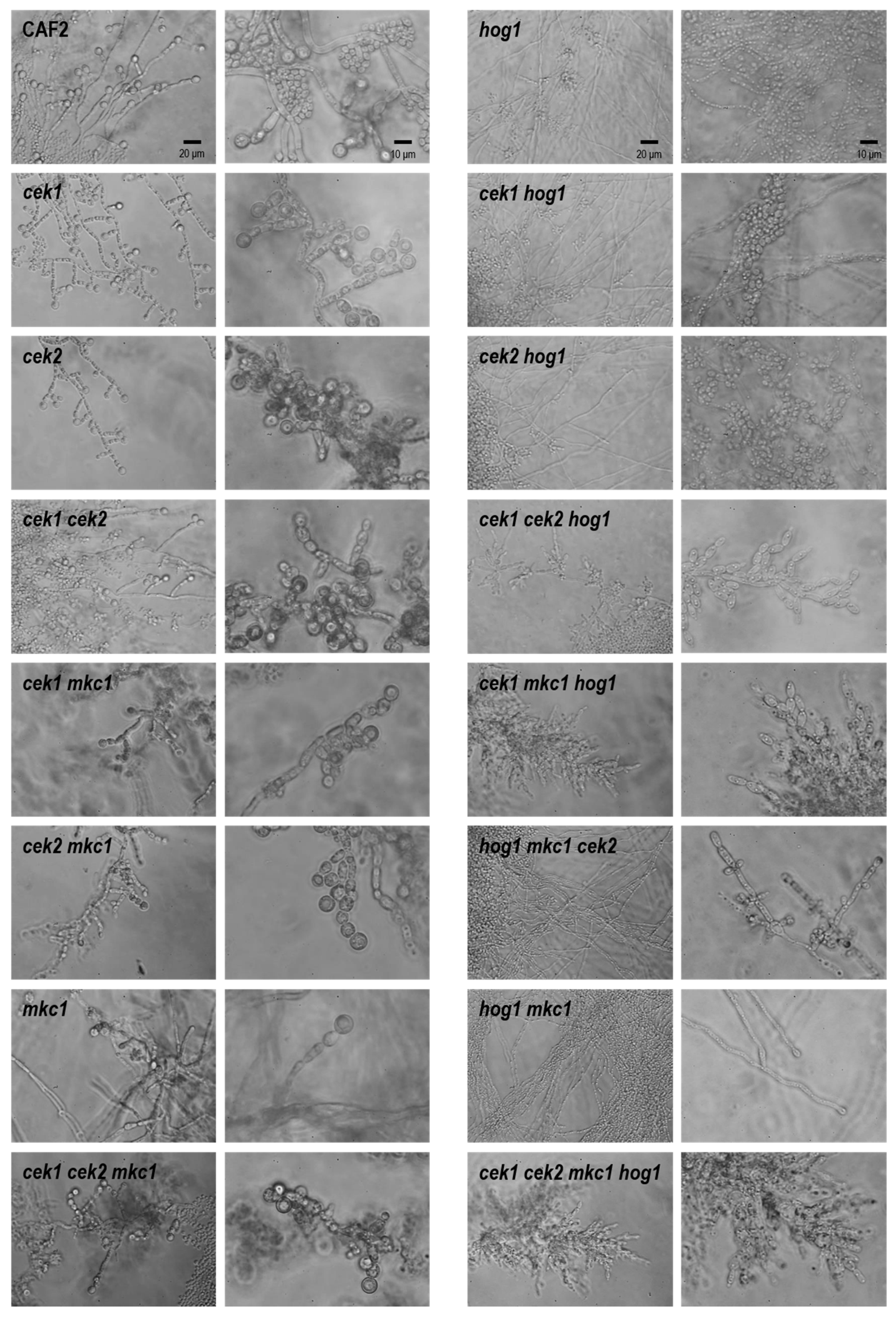 Jof 06 00230 g006 Jof 06 00230 g006