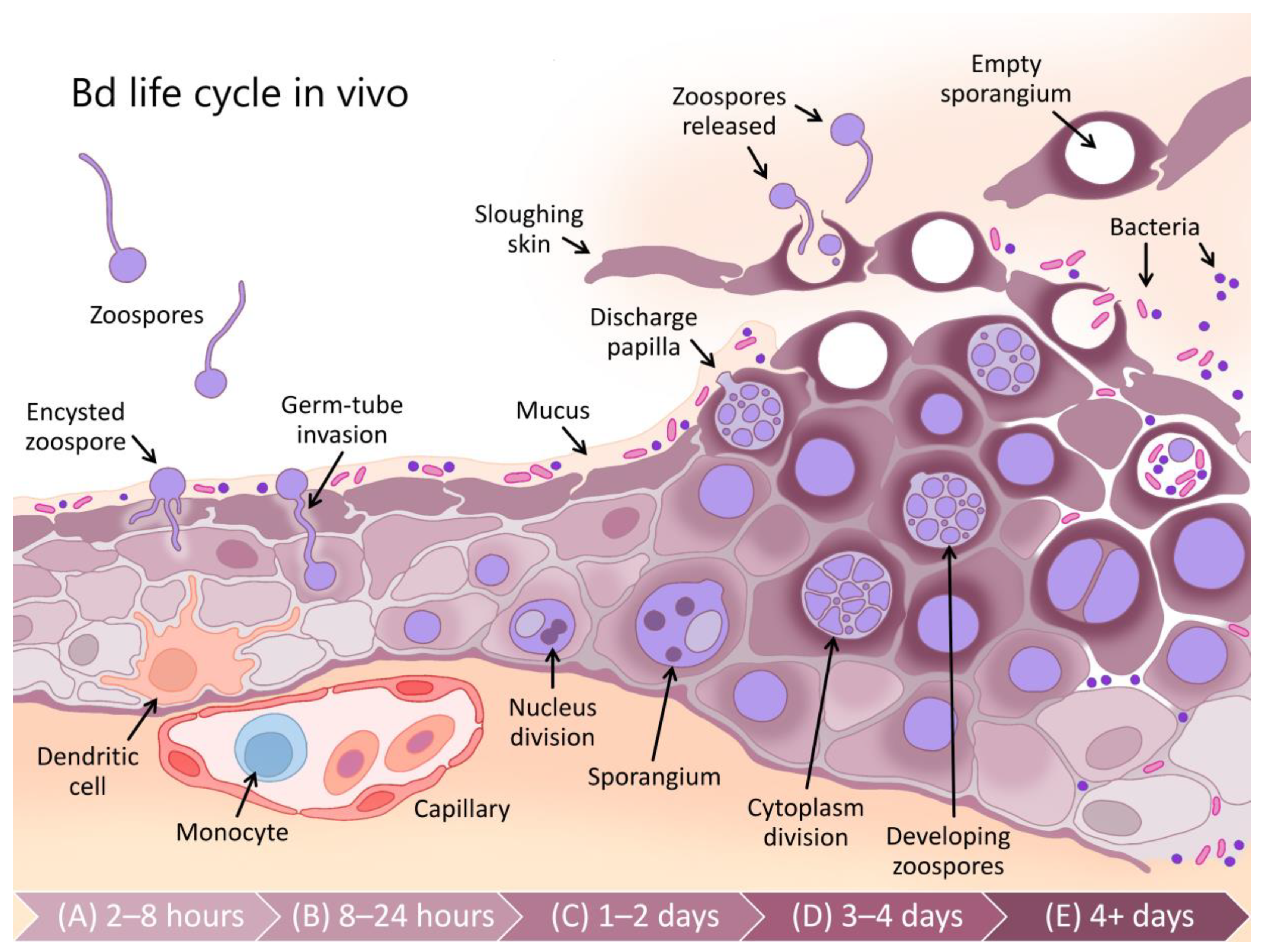 Jof 06 00234 g001 Jof 06 00234 g001