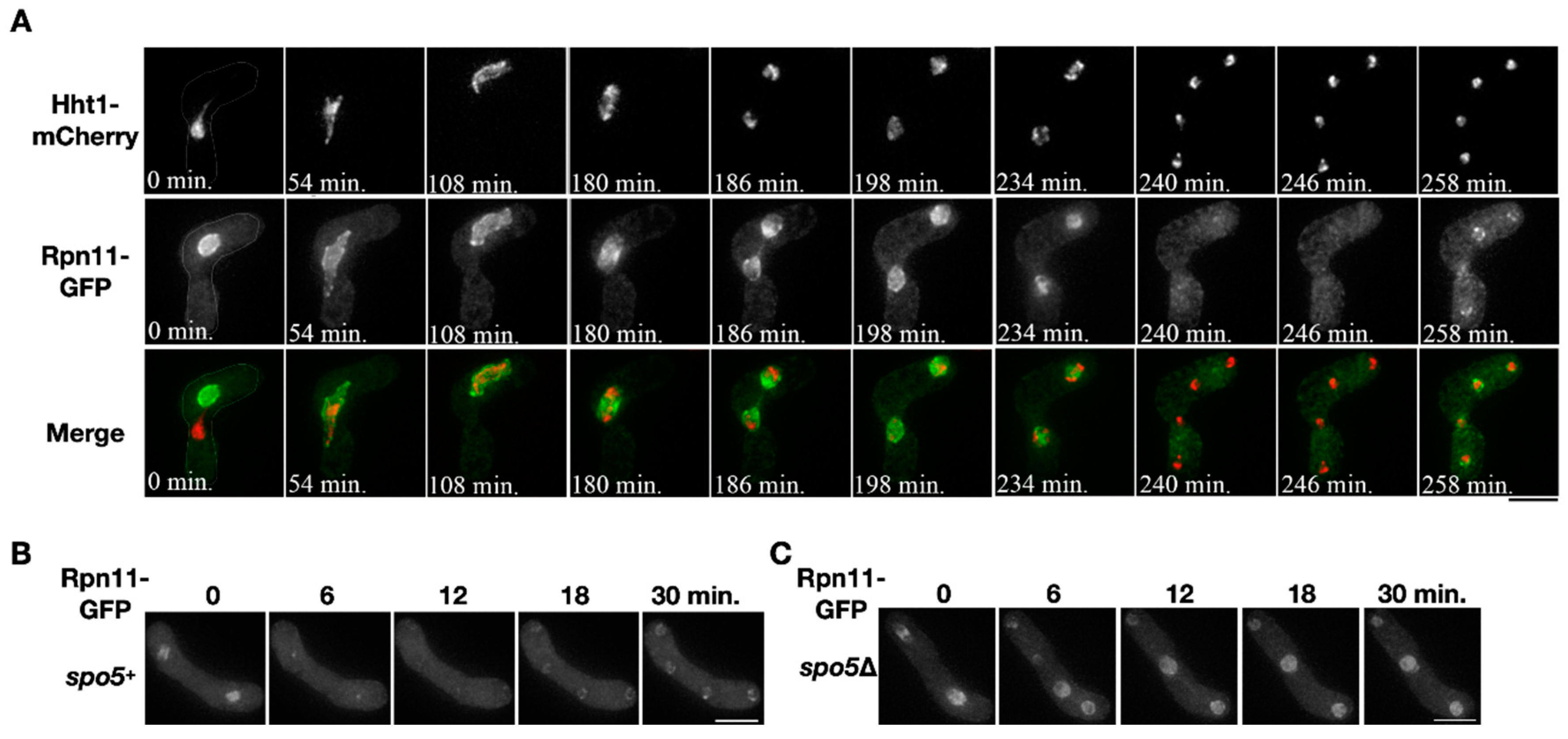 Jof 06 00242 g001 Jof 06 00242 g001