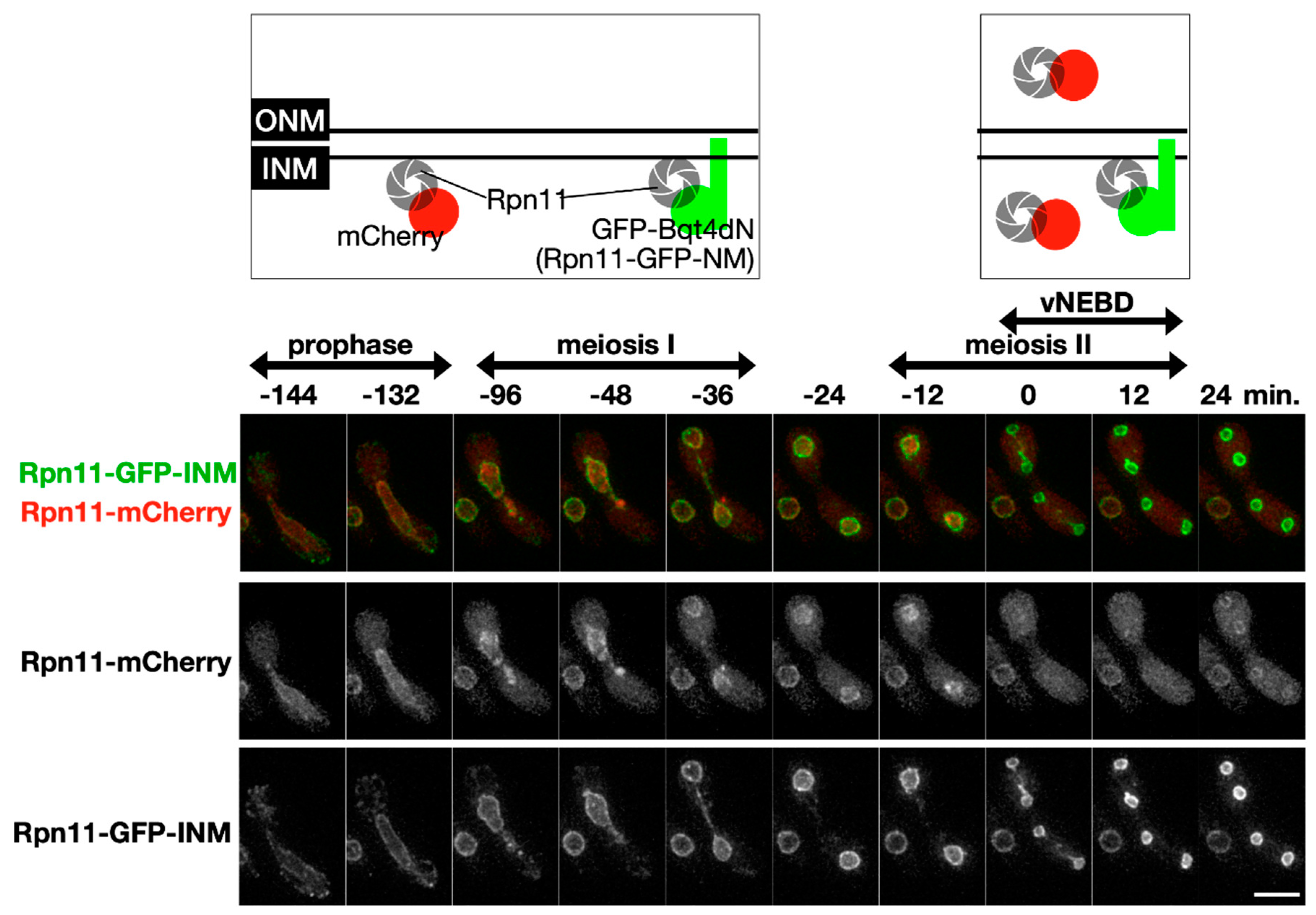 Jof 06 00242 g002 Jof 06 00242 g002