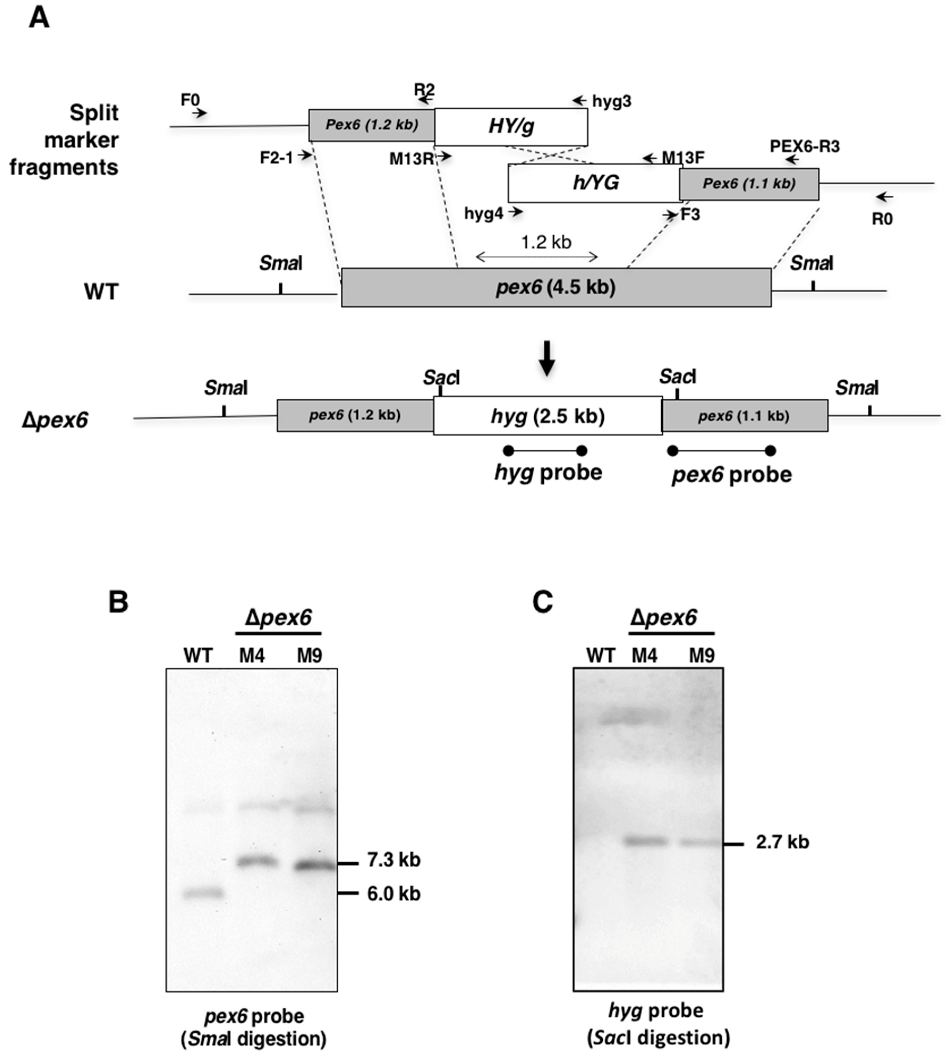 Jof 06 00248 g001 Jof 06 00248 g001
