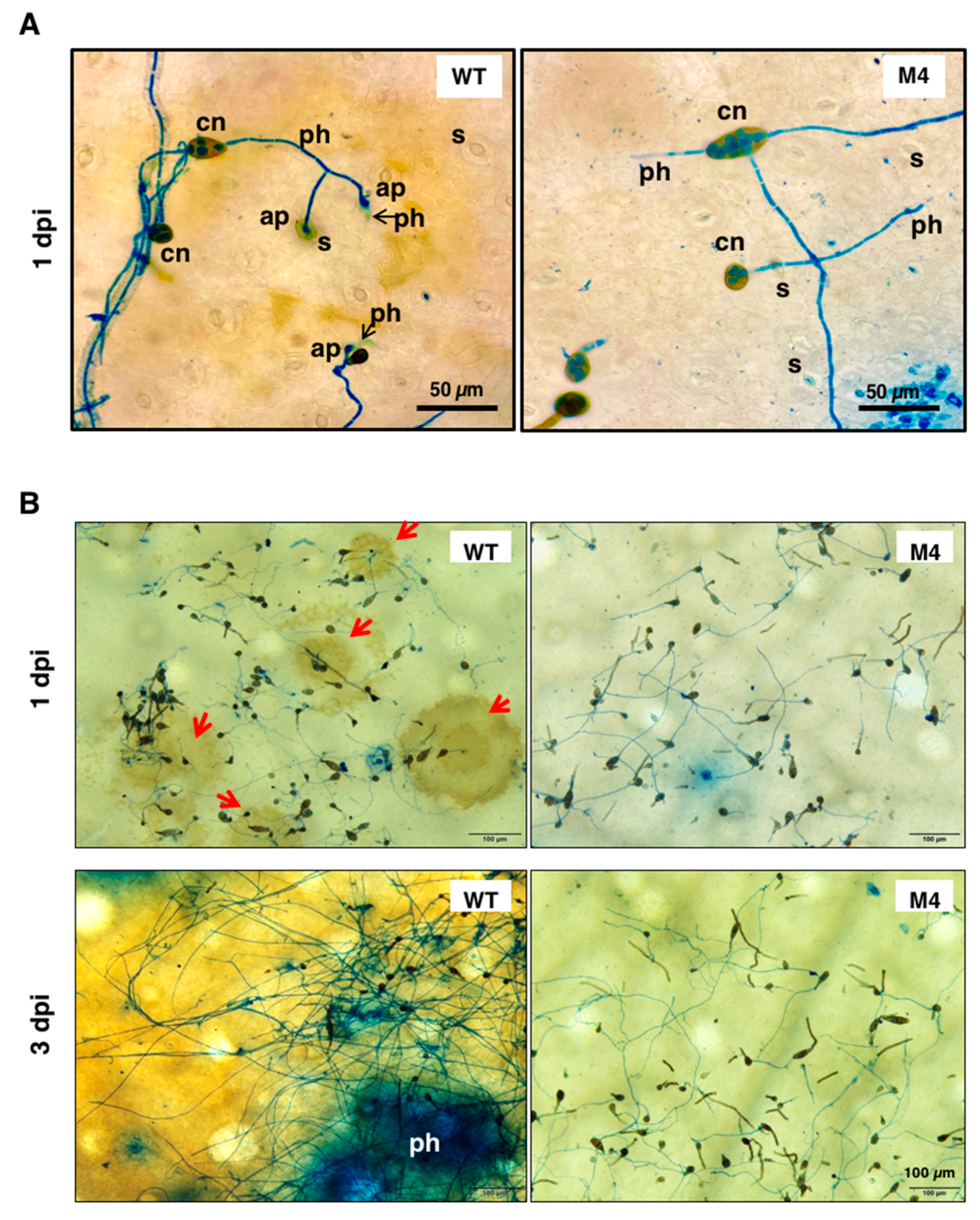 Jof 06 00248 g007 Jof 06 00248 g007