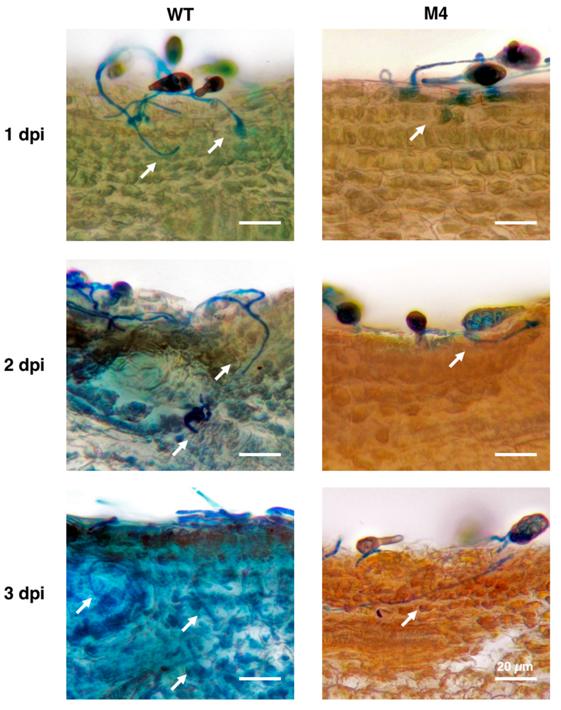 Jof 06 00248 g008 Jof 06 00248 g008