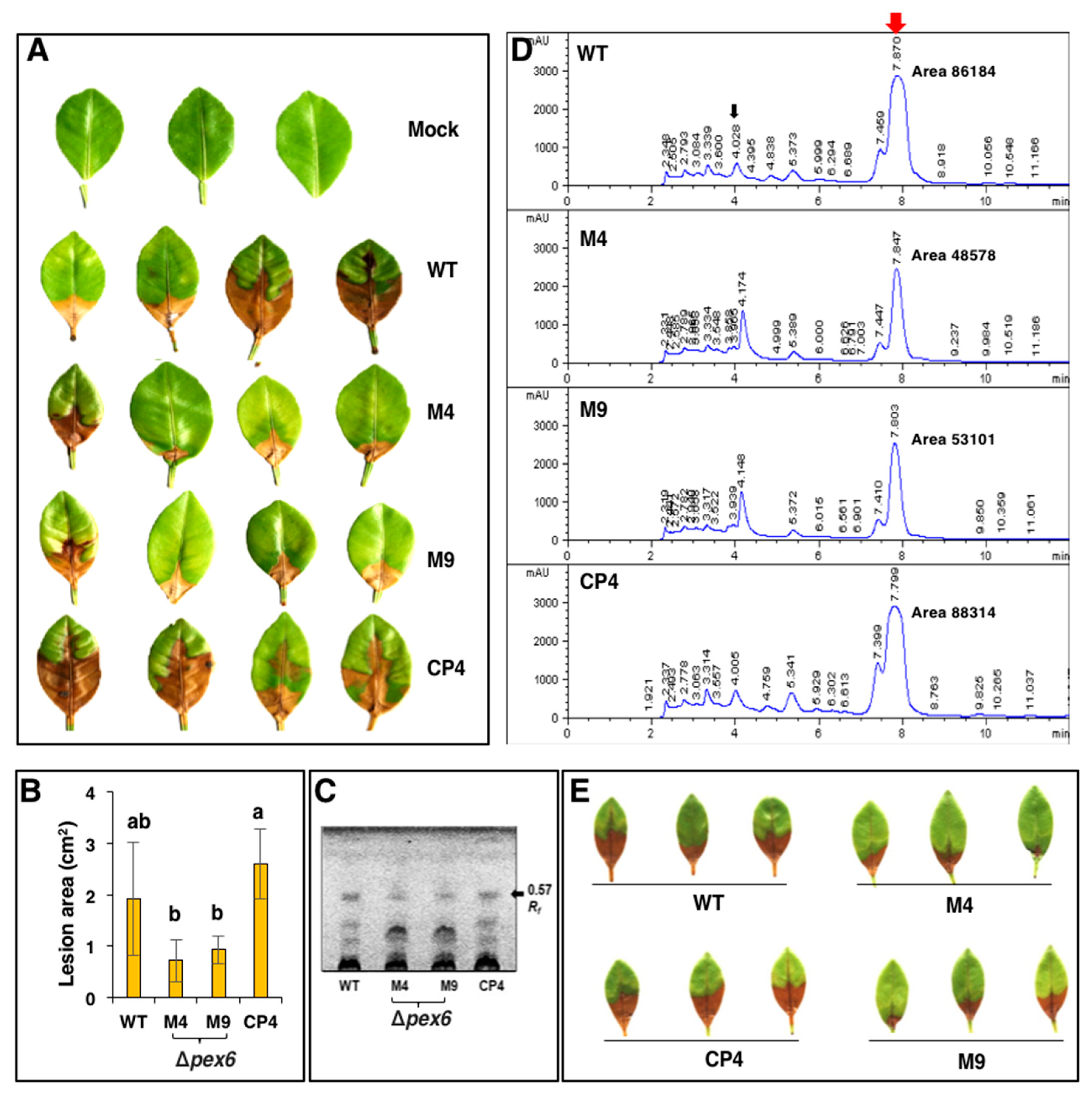 Jof 06 00248 g009 Jof 06 00248 g009