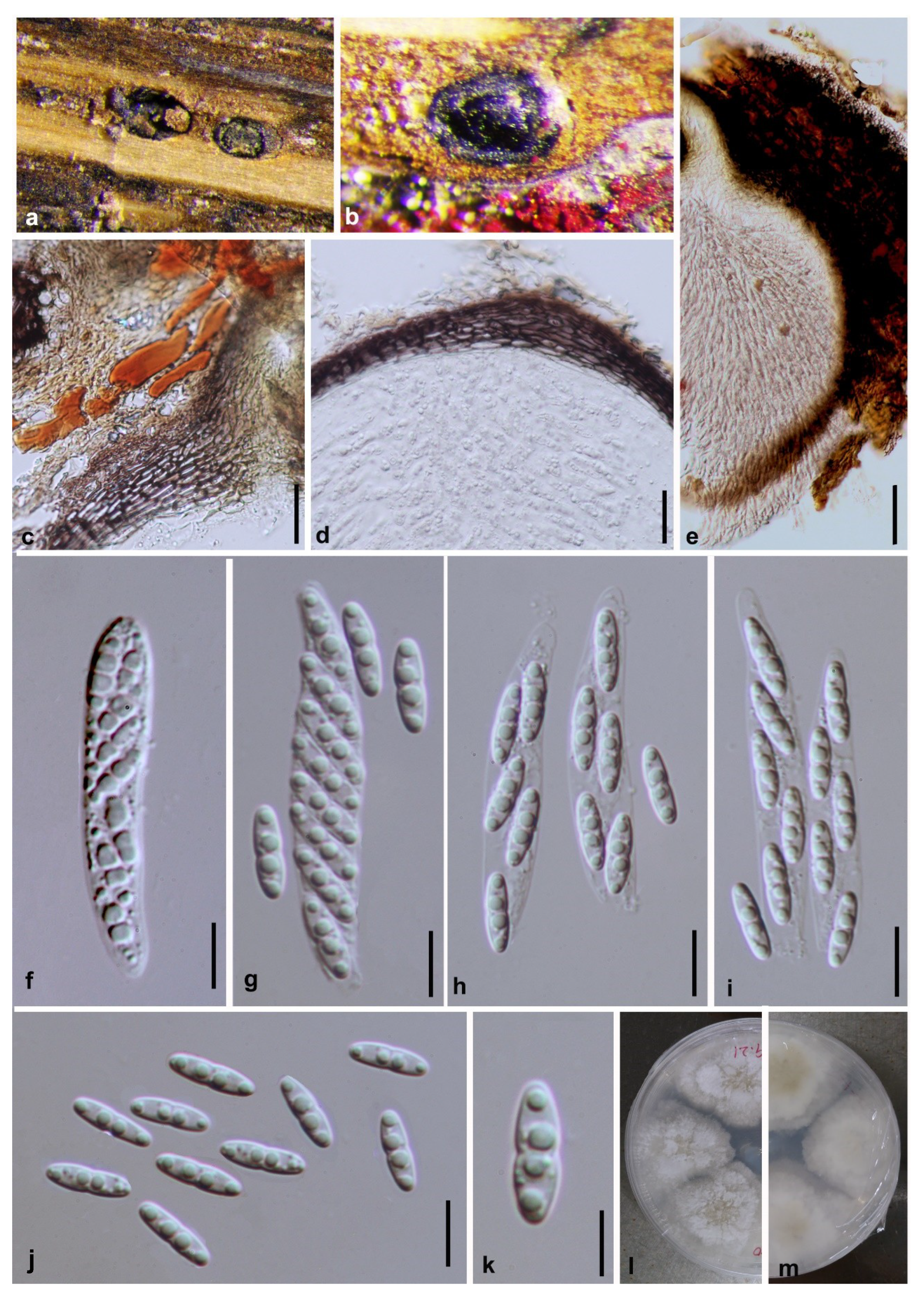 Jof 06 00251 g006 Jof 06 00251 g006