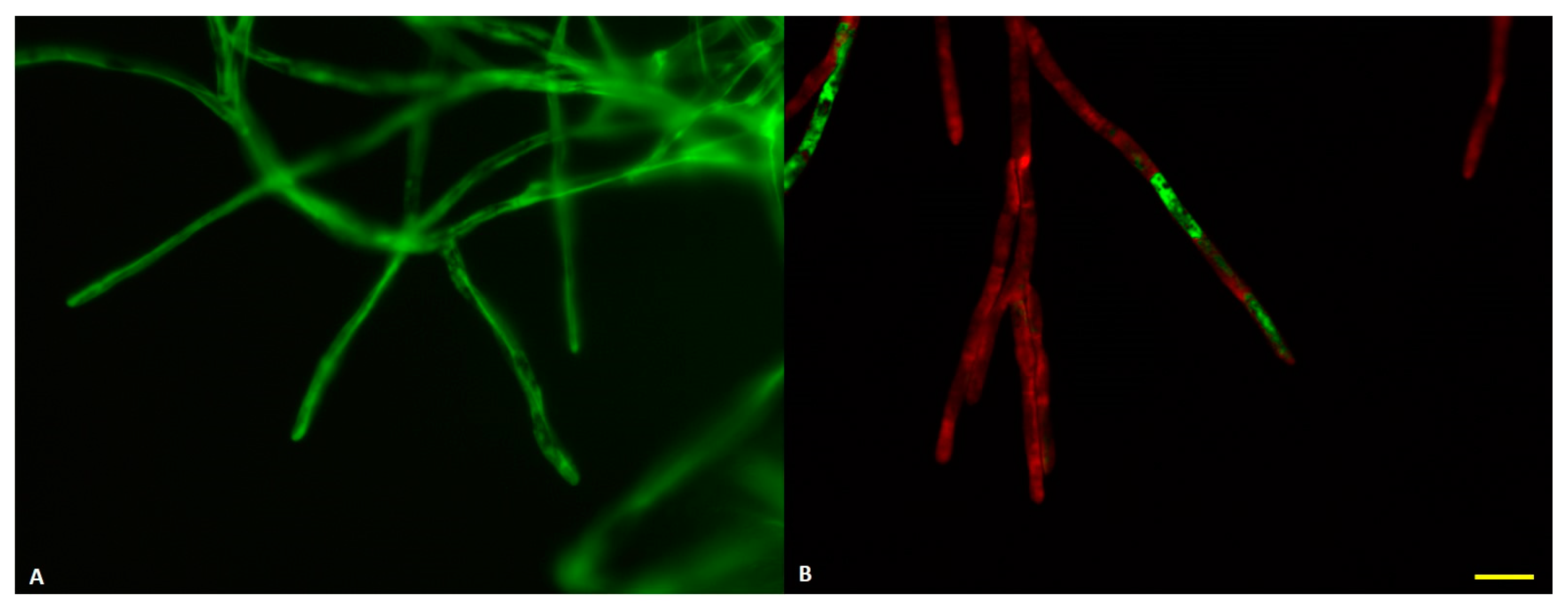 Jof 06 00256 g003 Jof 06 00256 g003