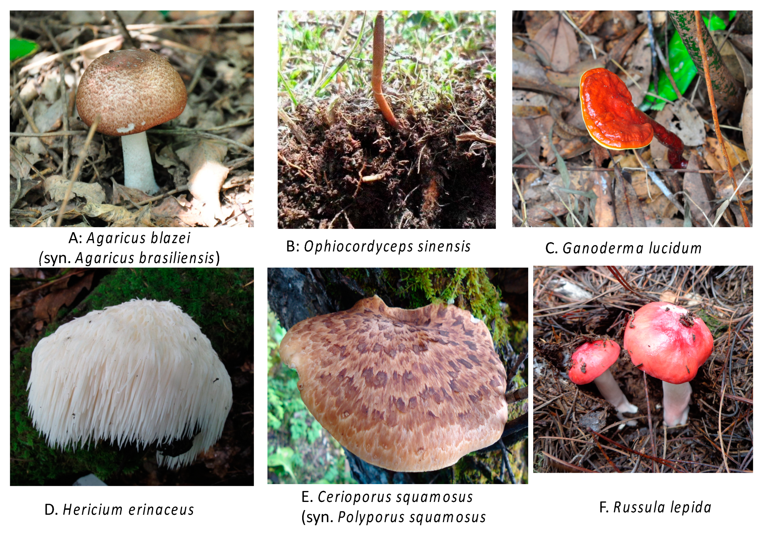 Medicinal Mushrooms: The Mycelium vs. Fruiting Body Dispute