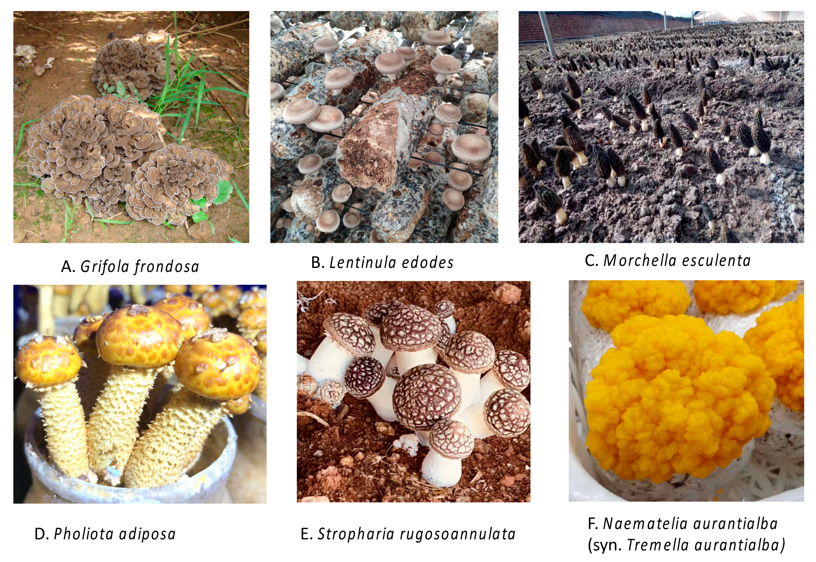 Immunomodulatory Effects of Edible and Medicinal Mushrooms