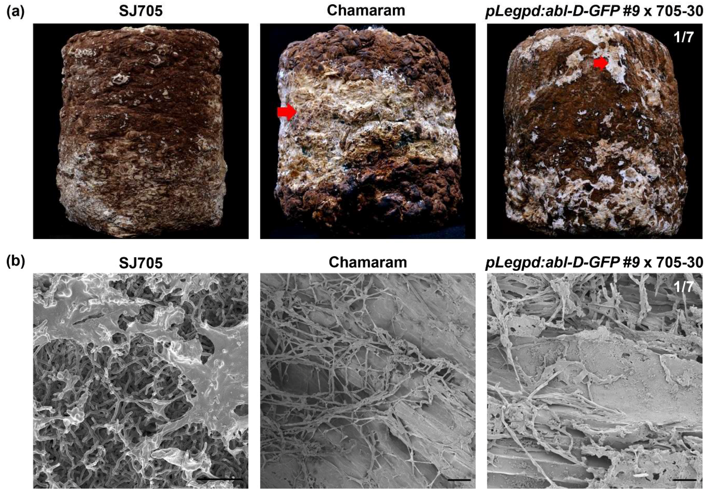 Jof 06 00272 g004 Jof 06 00272 g004