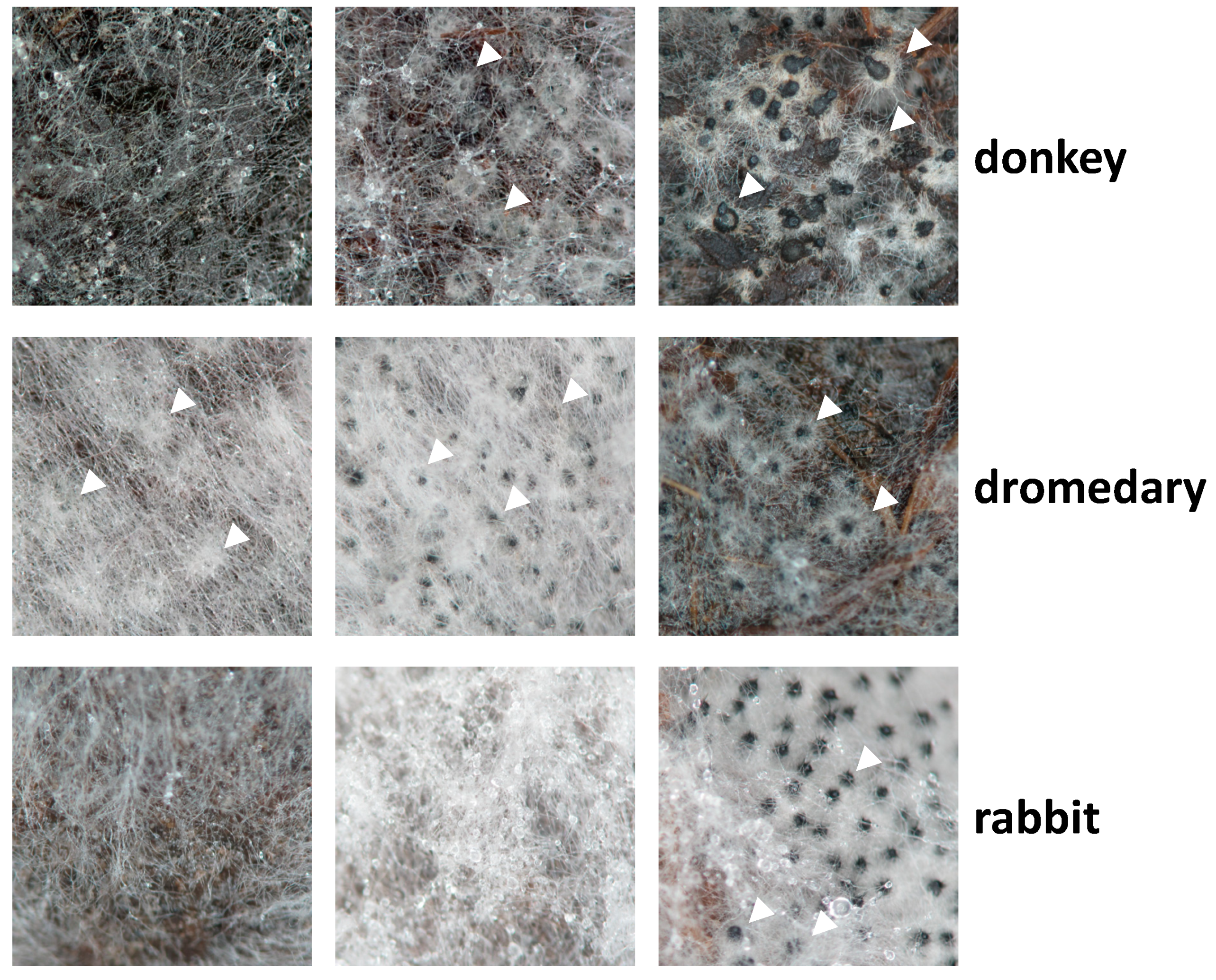 Jof 06 00278 g001 Jof 06 00278 g001