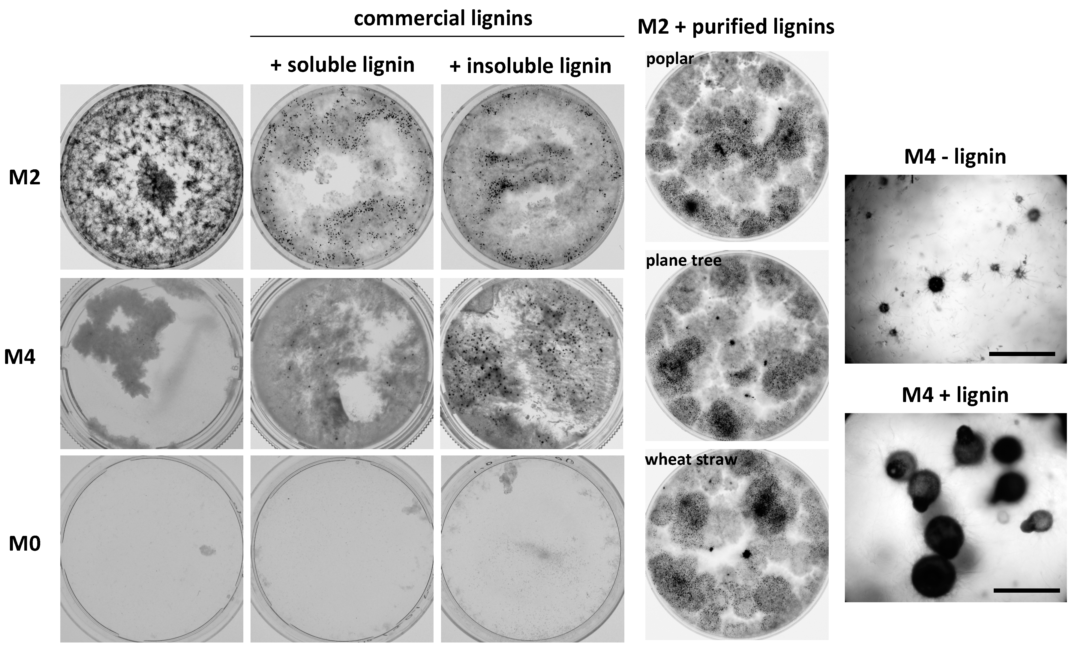Jof 06 00278 g007 Jof 06 00278 g007