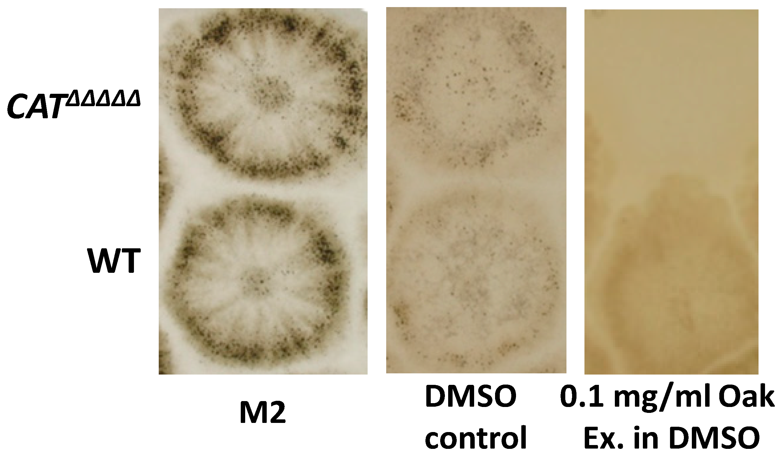 Jof 06 00278 g009 Jof 06 00278 g009