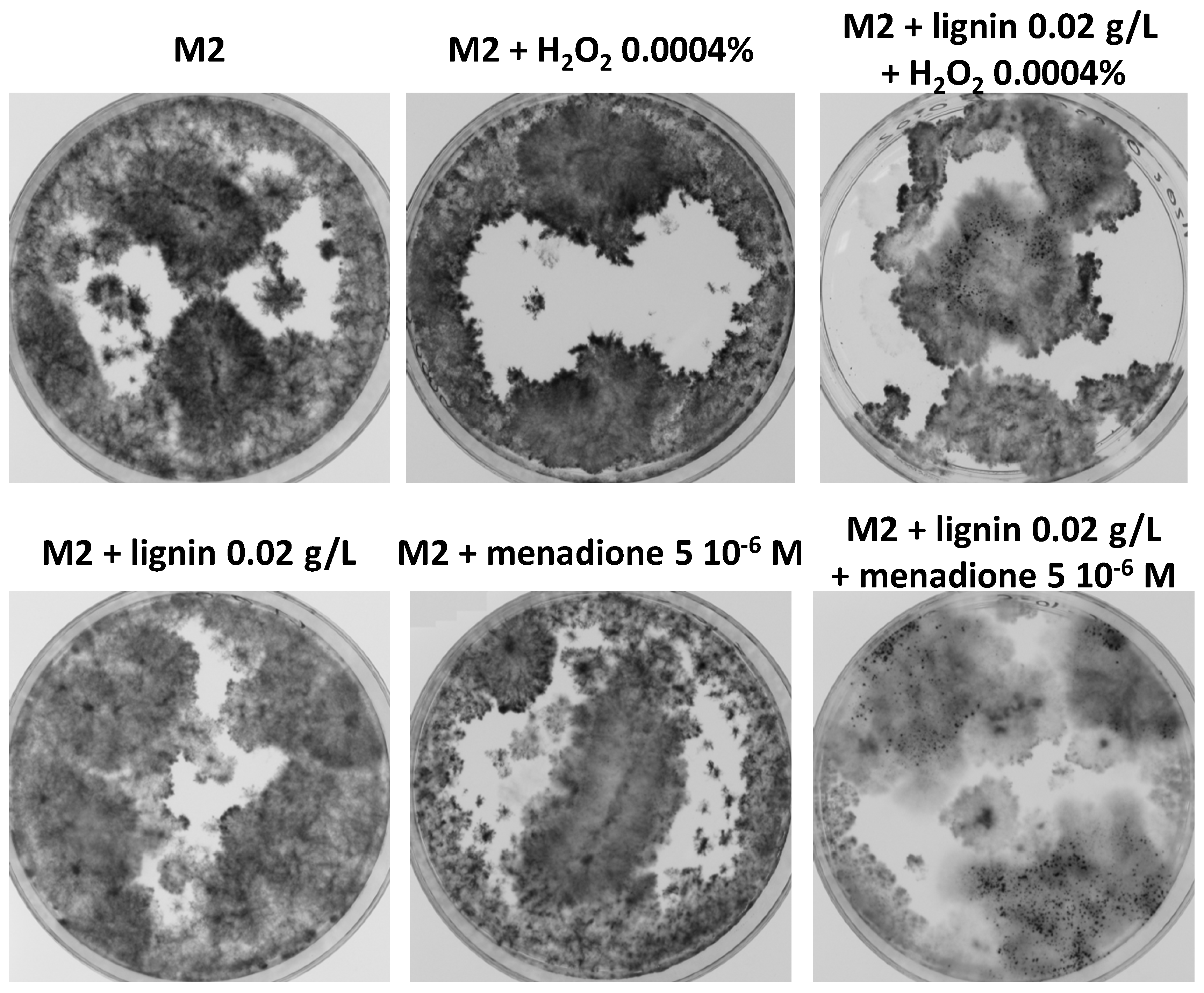Jof 06 00278 g010 Jof 06 00278 g010