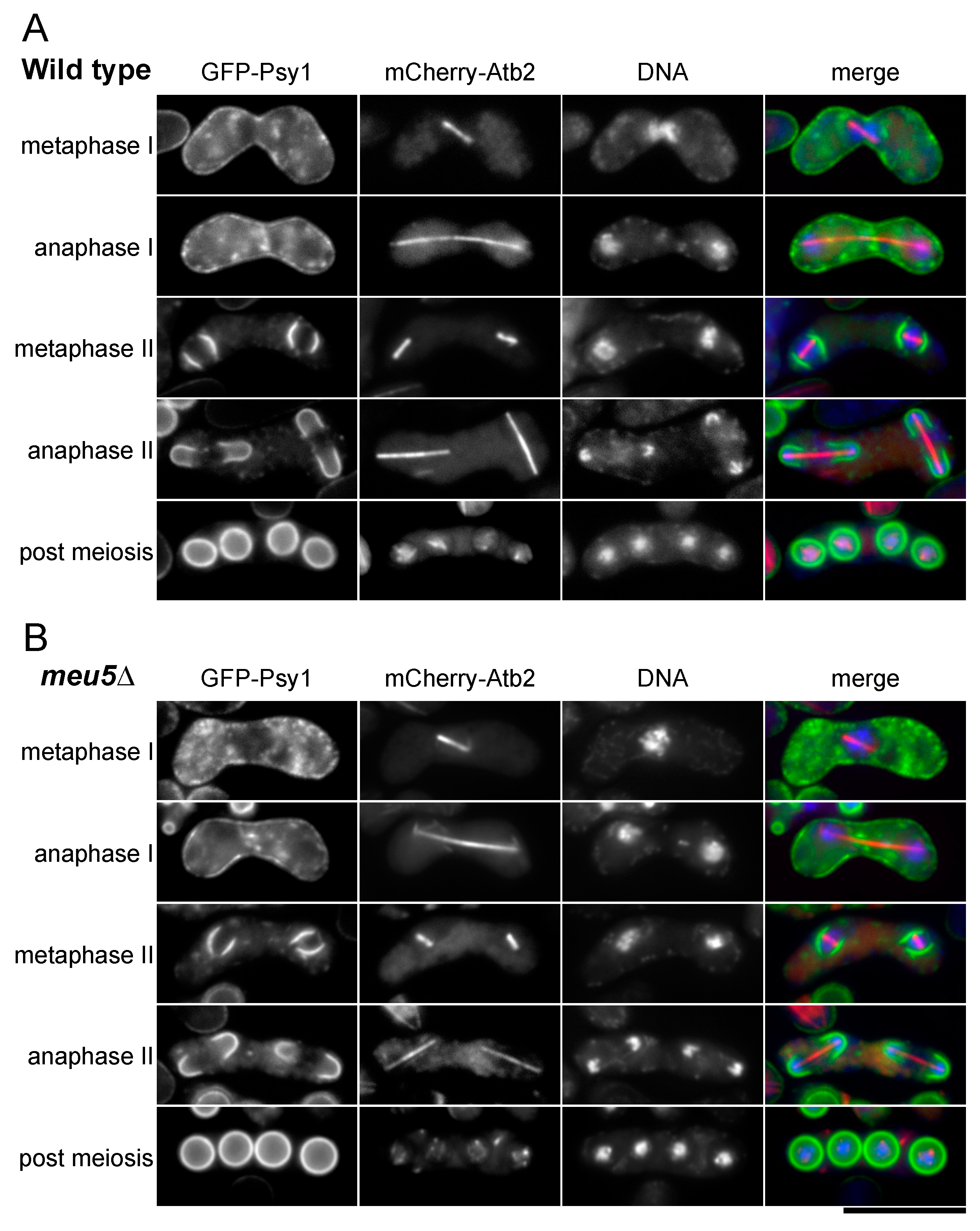 Jof 06 00284 g003 Jof 06 00284 g003