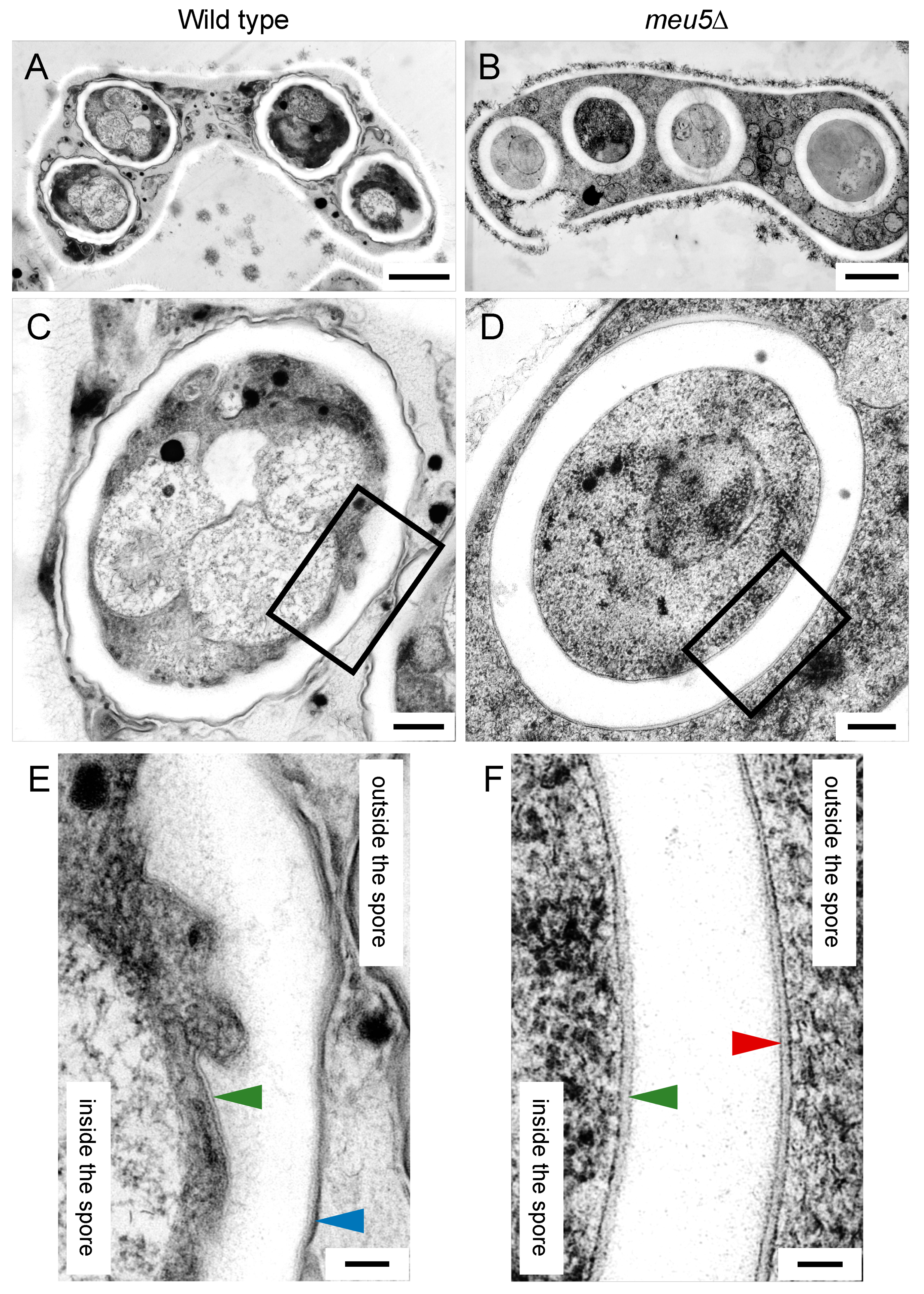 Jof 06 00284 g005 Jof 06 00284 g005